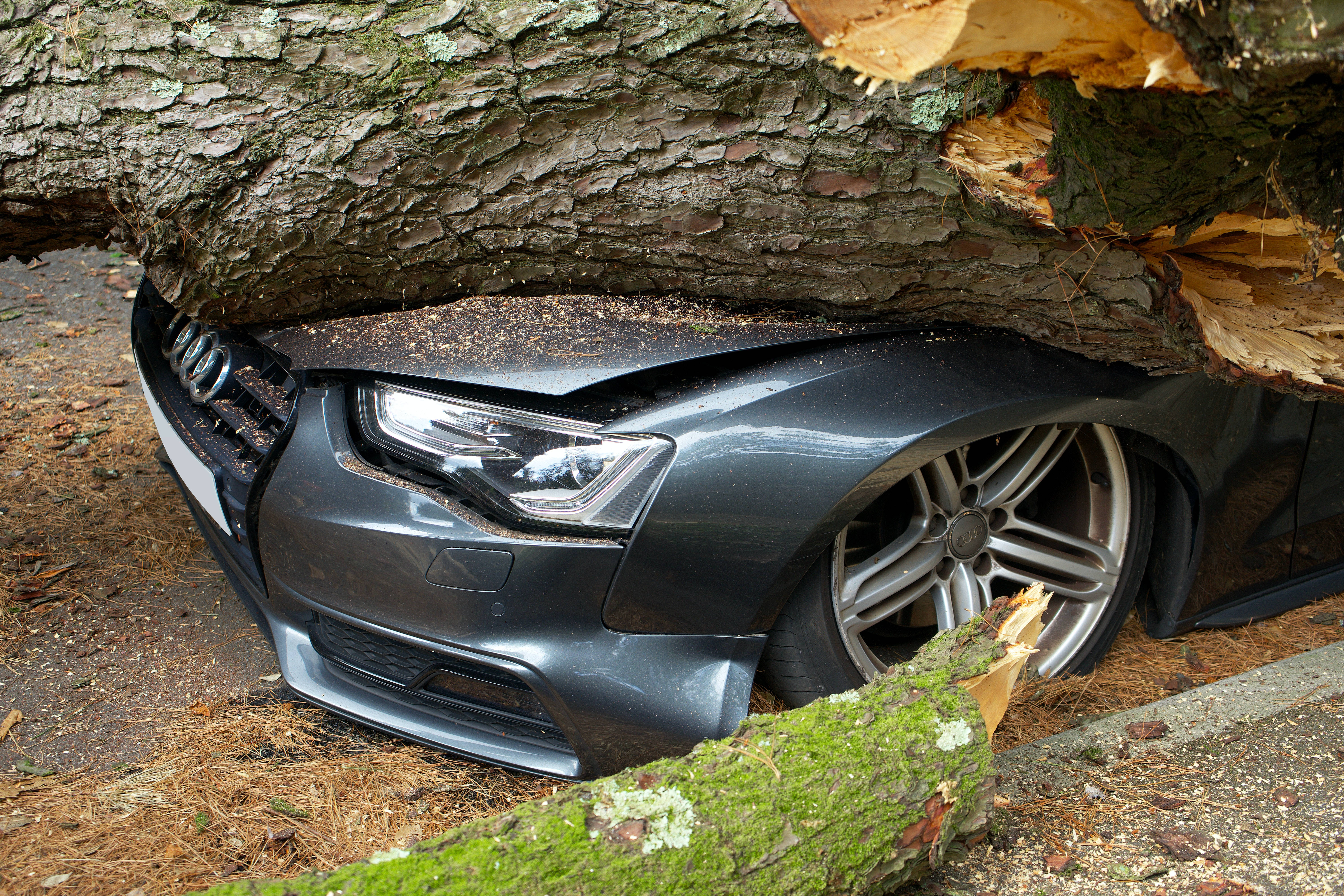 Audi sedan, massive fallen tree, forest, 5K Desktop Wallpaper