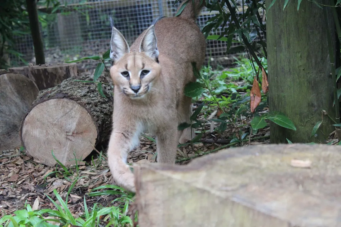 Caracal