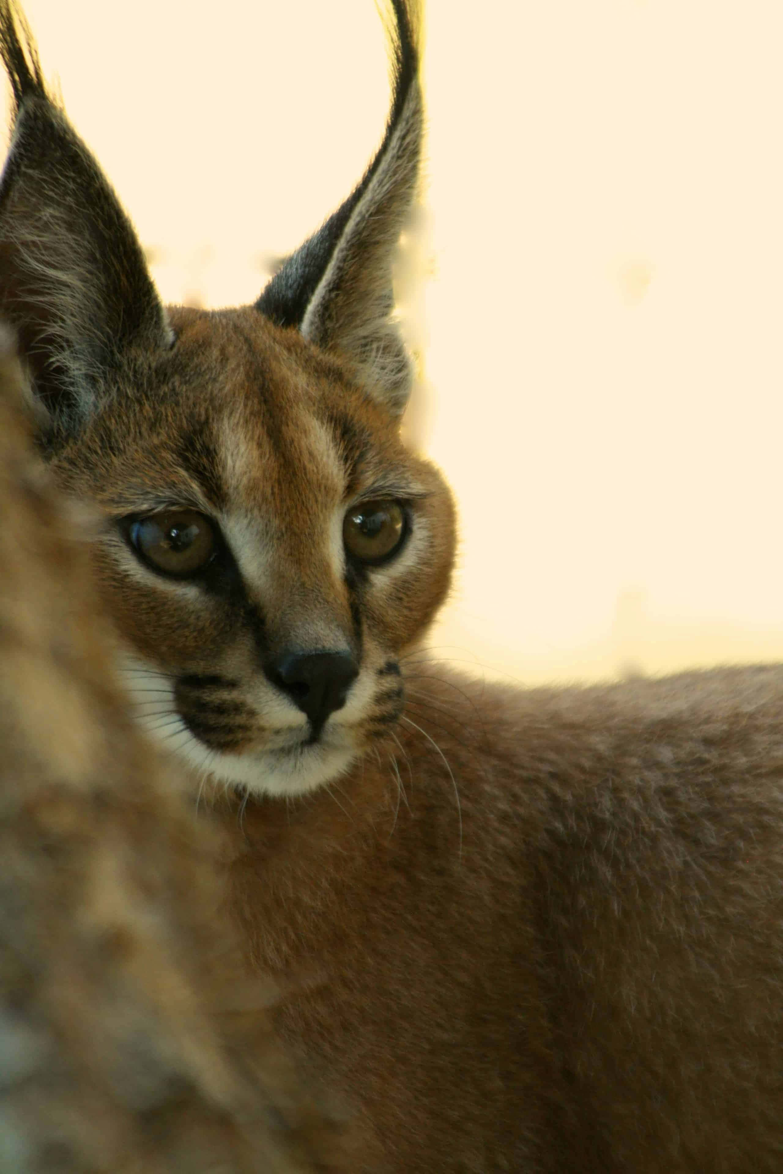 Caracal, amber eyes, tufted ears, 4K Phone Wallpaper