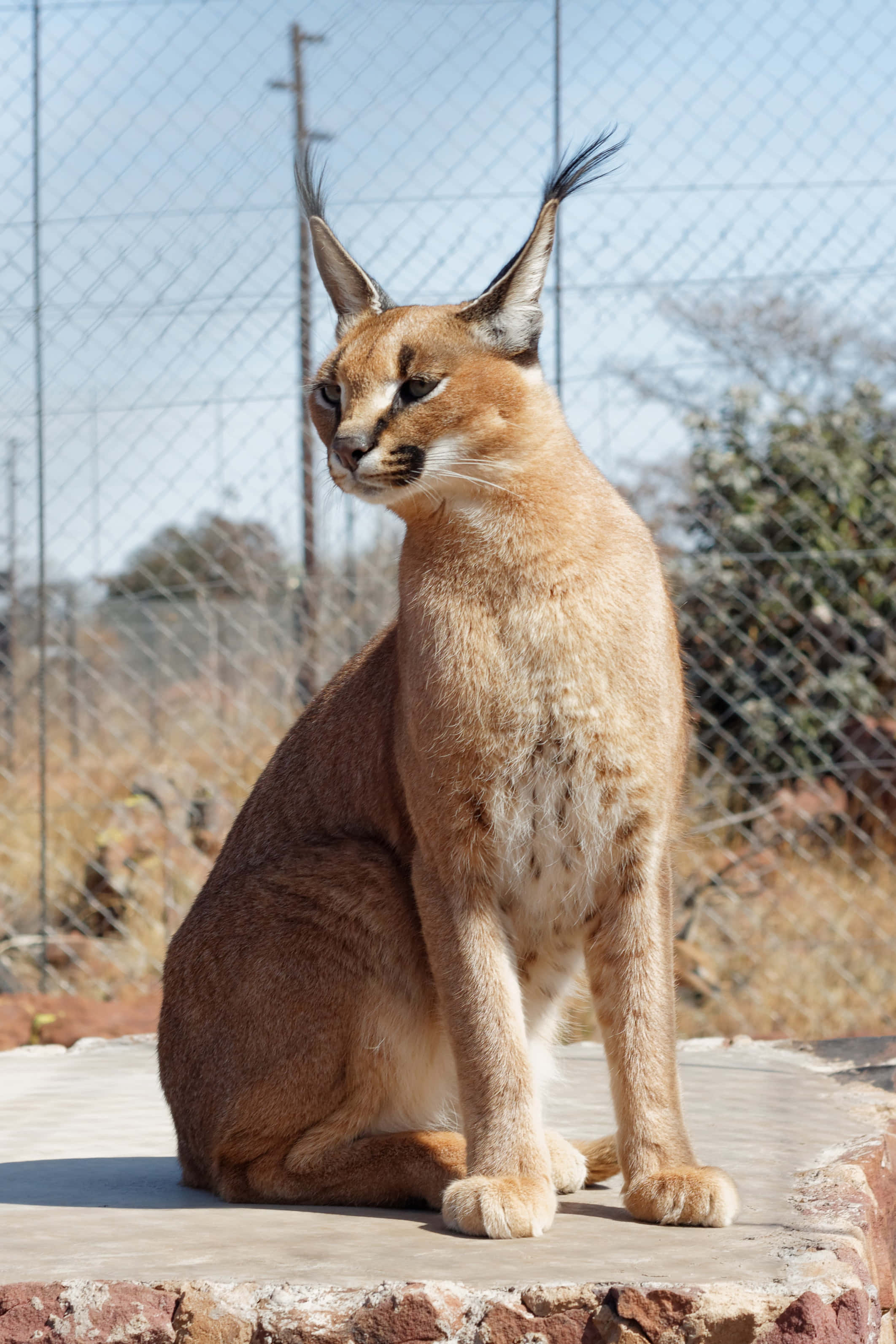 Caracal, stone ledge, chain-link fence, 2K Phone Wallpaper