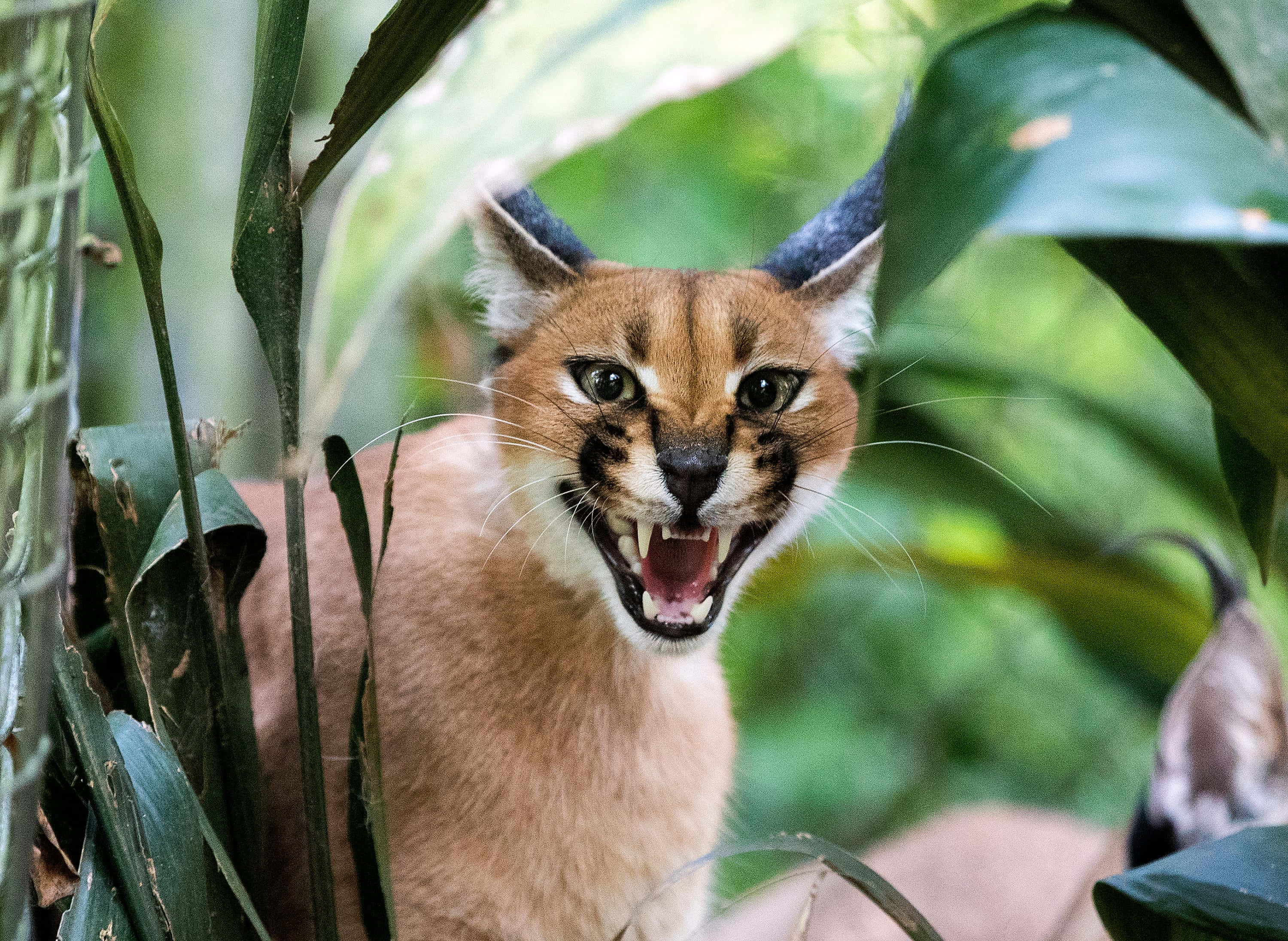caracal, tufted ears, bared teeth, 2K Desktop Wallpaper
