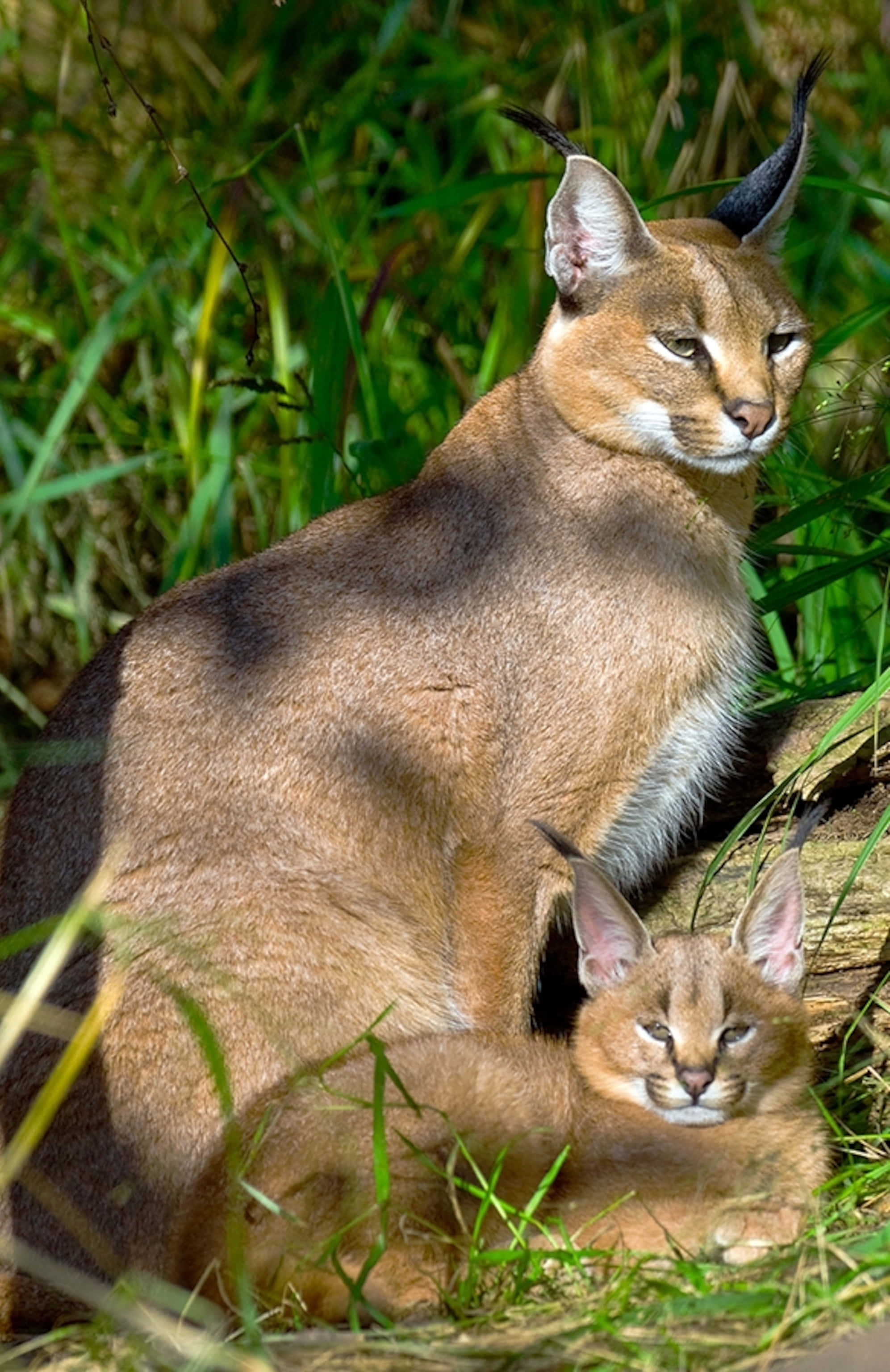 Caracal, mother and cub, sunlit grass, 2K Phone Wallpaper