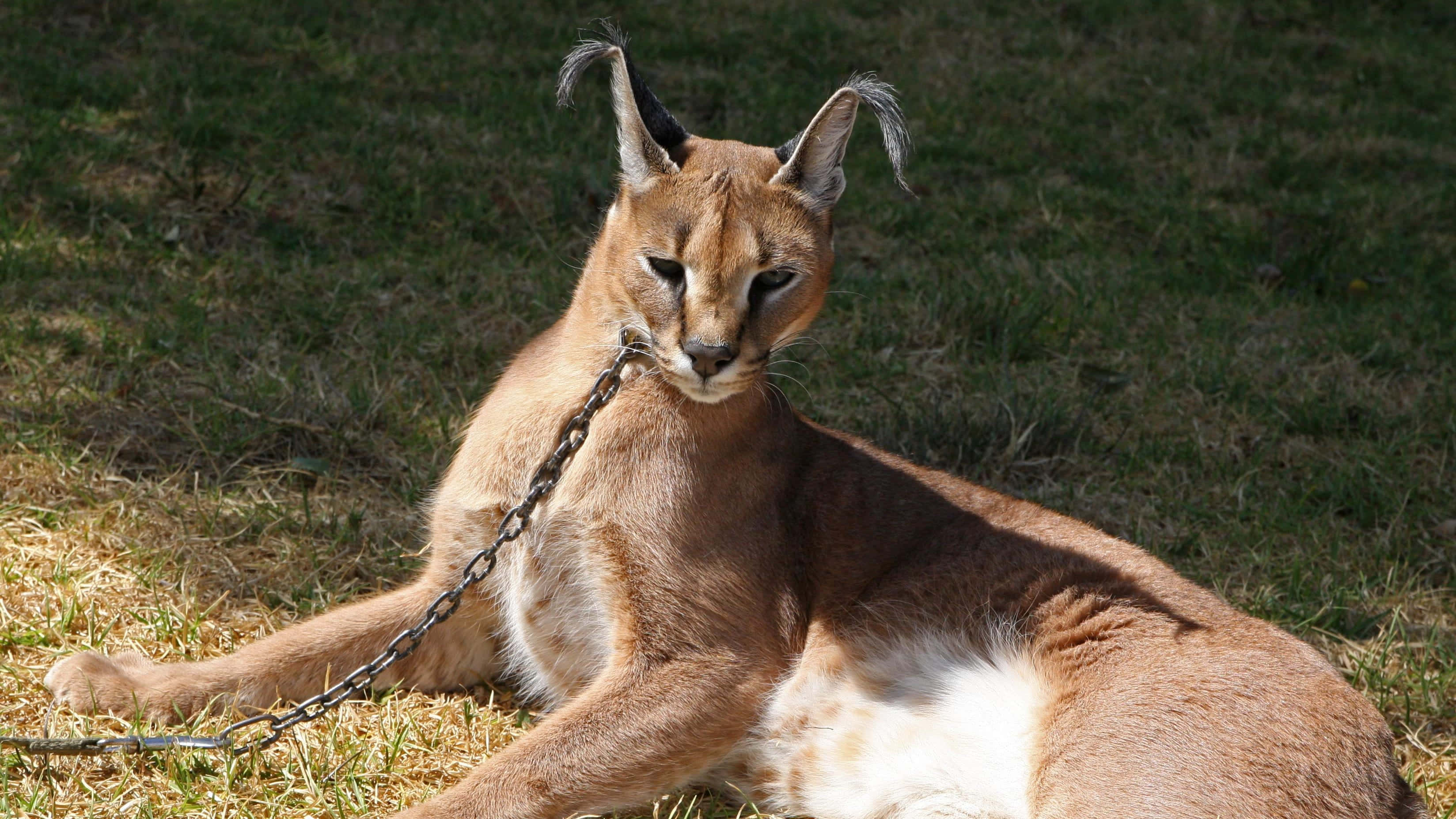 caracal, natural habitat, grass, 2K Desktop Wallpaper