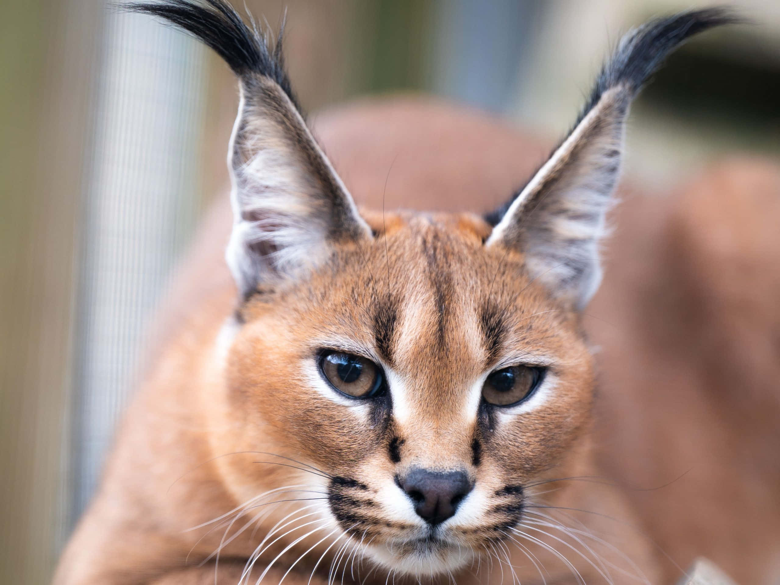 Caracal, tufted ears, golden fur, 2K Desktop Wallpaper