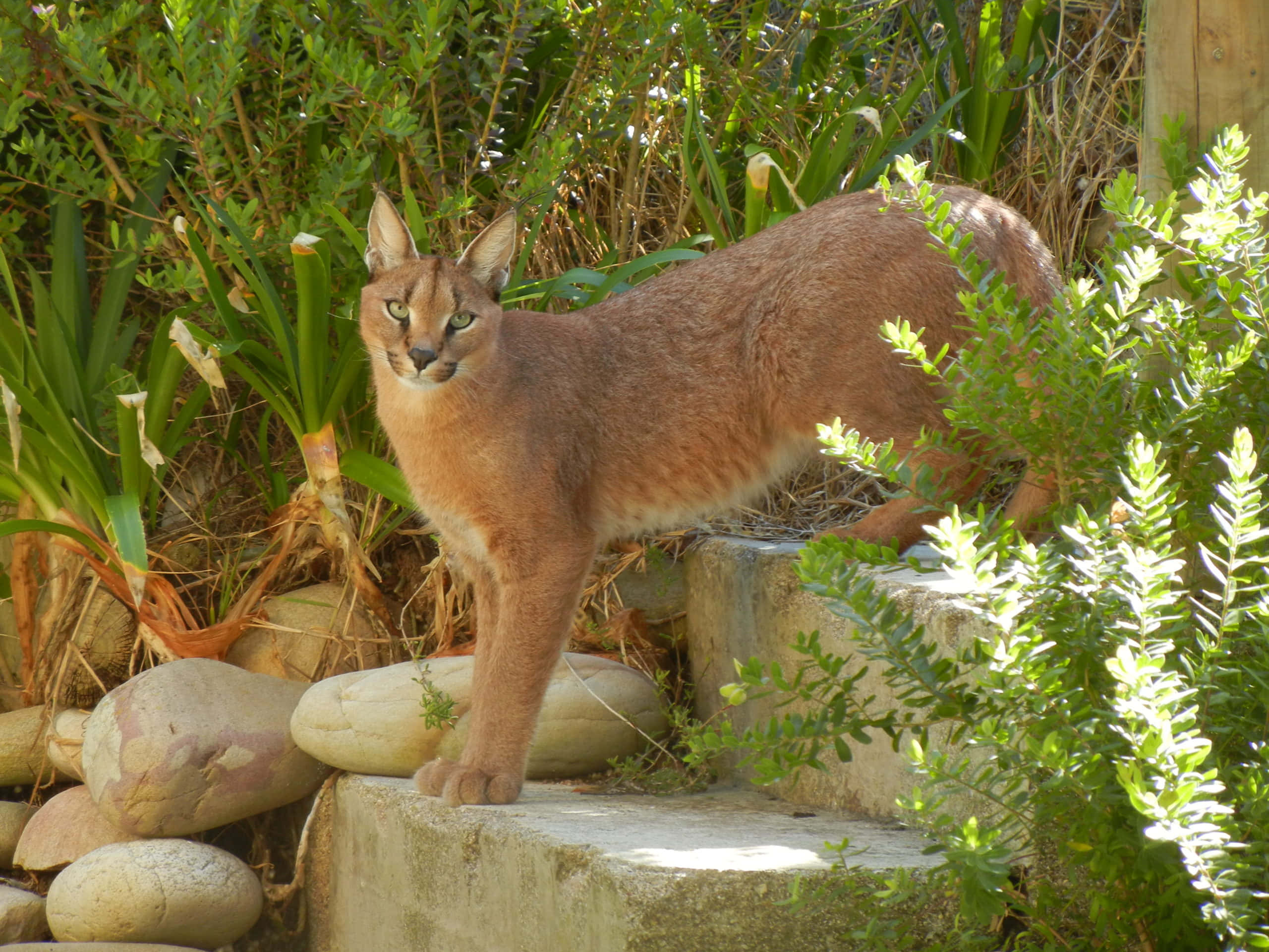 Caracal, stone steps, lush green foliage, 2K Desktop Wallpaper