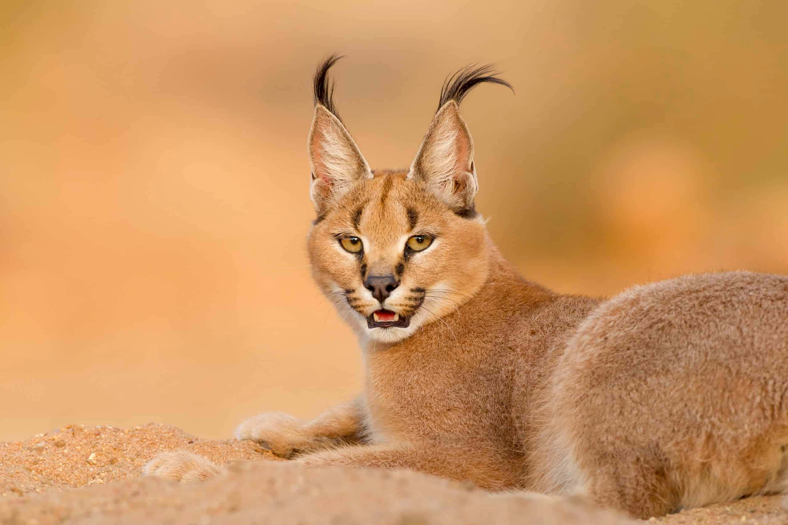 caracal, tufted ears, golden fur, 2K Desktop Wallpaper