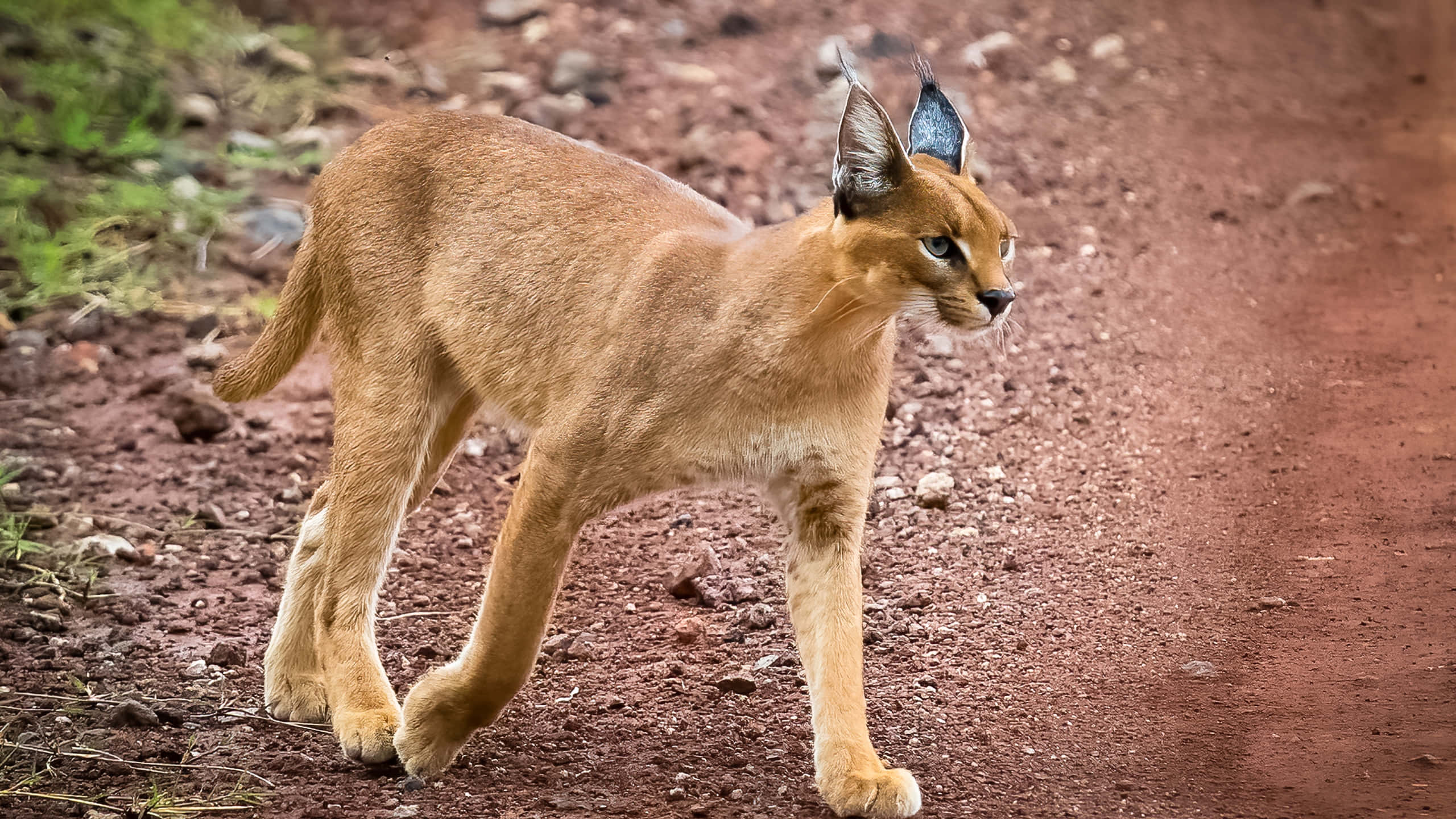 caracal, reddish dirt path, natural landscape, 2K Desktop Wallpaper