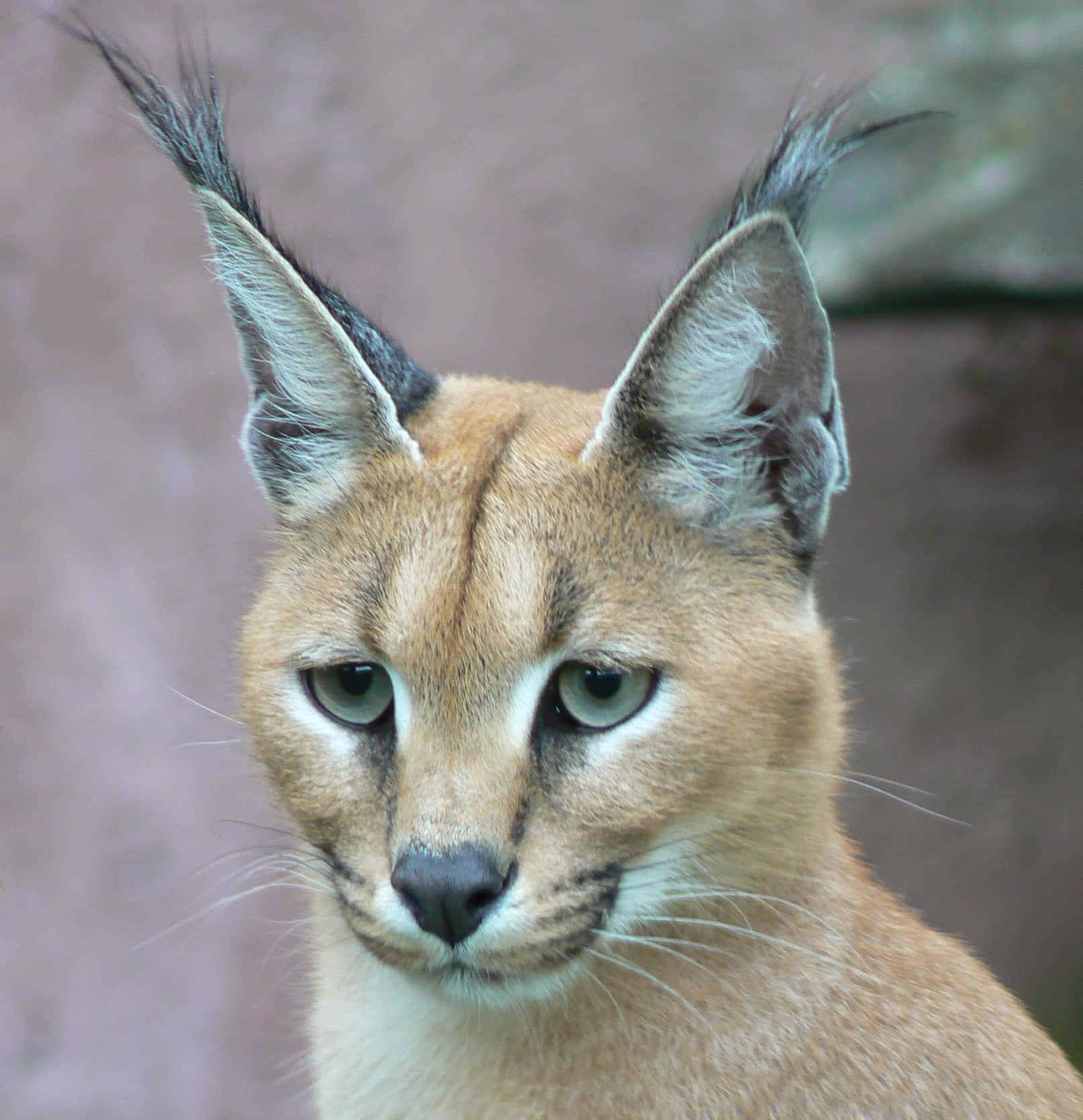 Caracal, tufted ears, golden fur, HD Phone Wallpaper