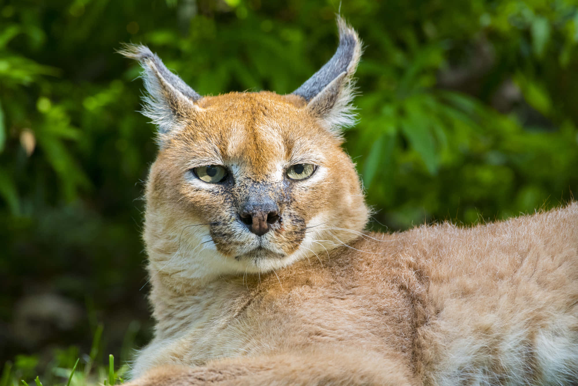caracal, tufted ears, green eyes, Full HD Desktop Wallpaper