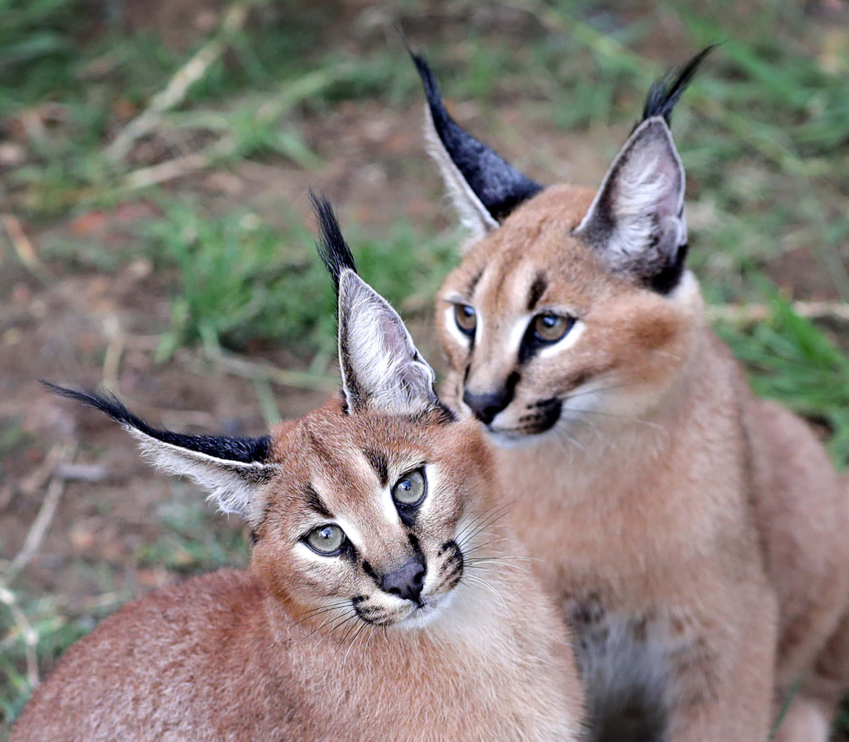 caracal, tufted ears, grassy earthy terrain, HD Desktop Wallpaper