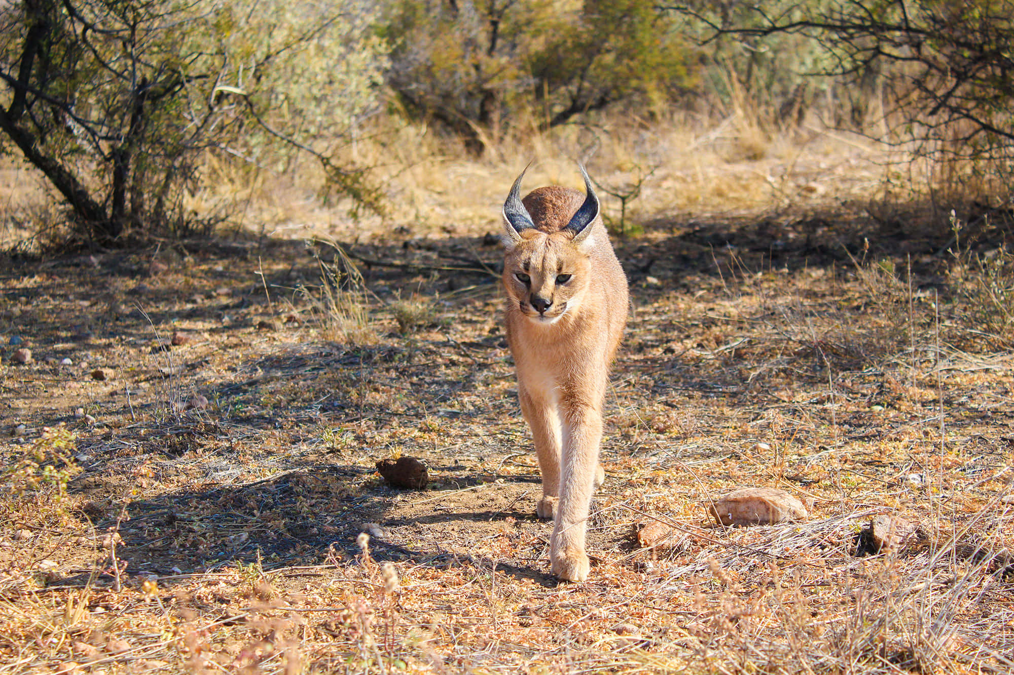 Caracal, tufted ears, dry grass, Full HD Desktop Wallpaper