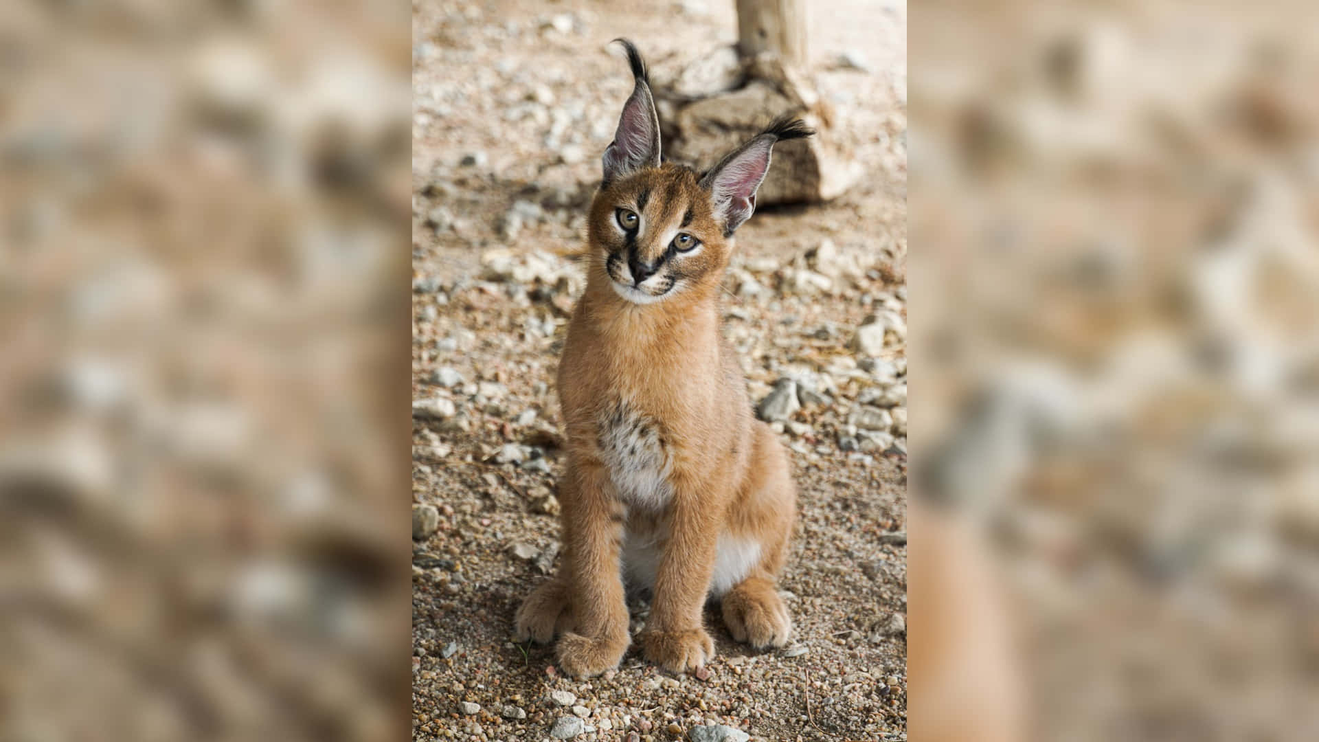 Caracal kitten, tufted ears, gravel, Full HD Desktop Wallpaper
