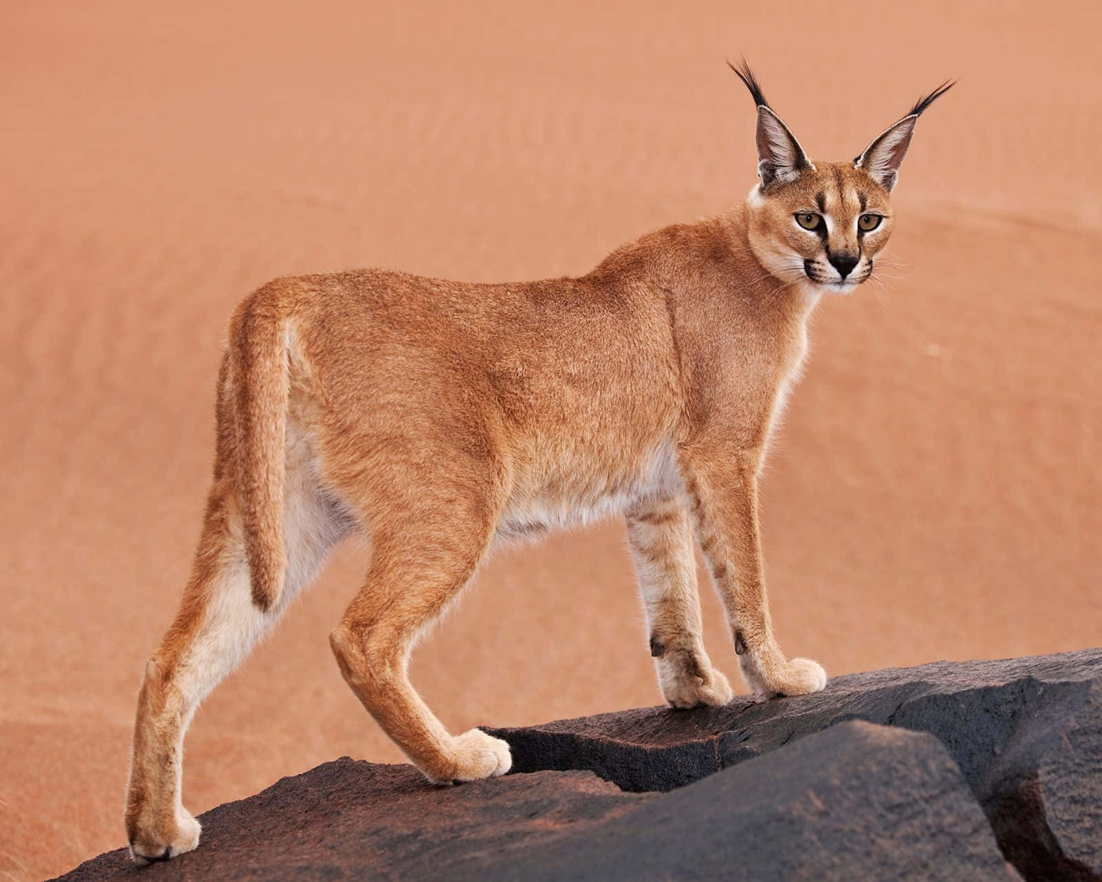 Caracal, desert sand dunes, dark rock, HD Desktop Wallpaper