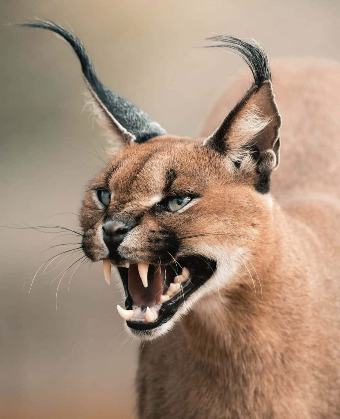Caracal, golden sunset, tufted ears, HD Phone Wallpaper