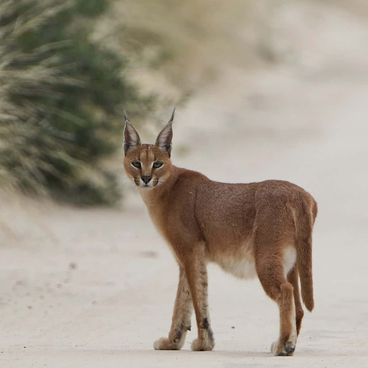 caracal, sandy dunes, blurred green bushes, SD Desktop Wallpaper