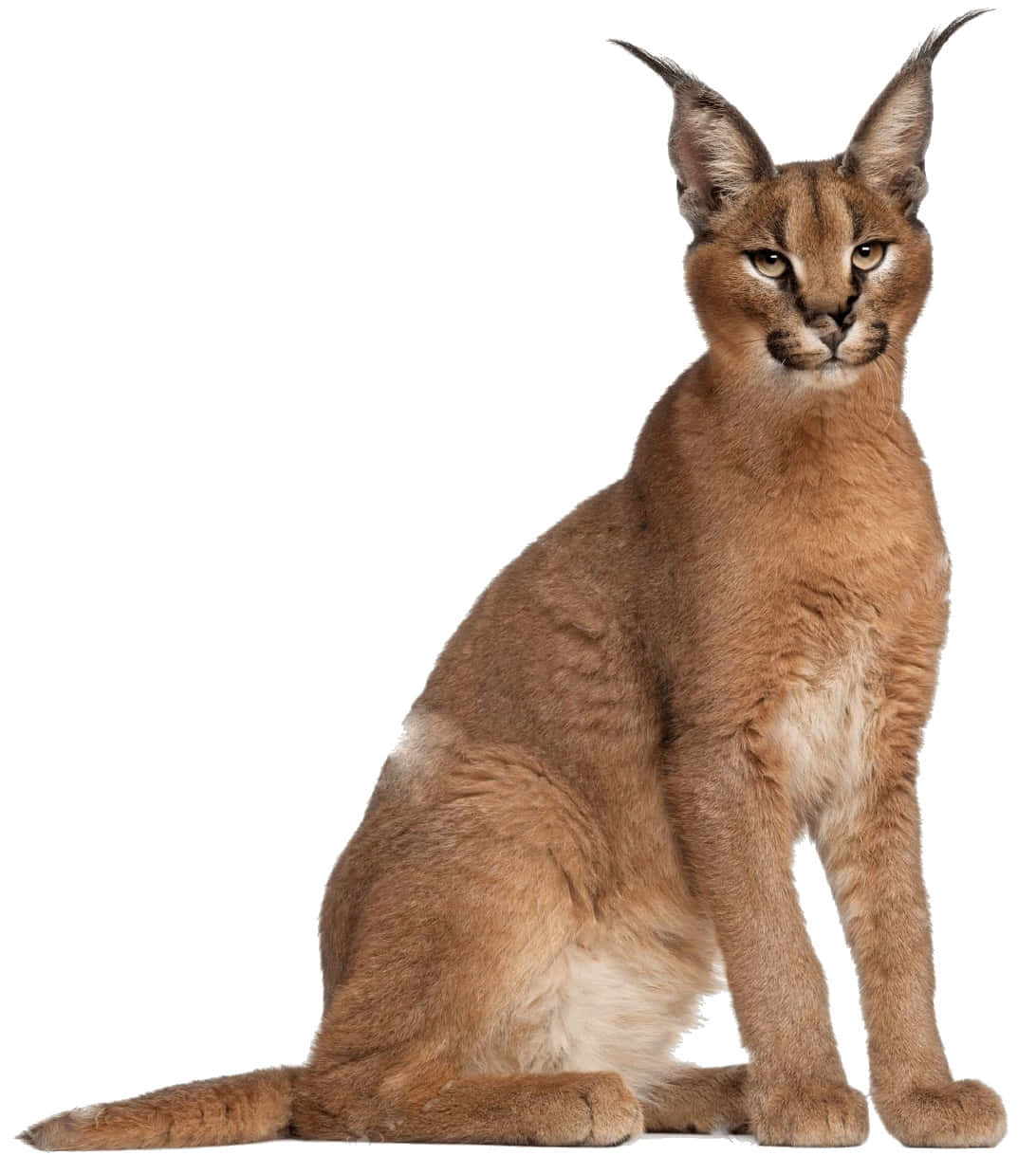 Caracal, amber eyes, tufted ears, SD Phone Wallpaper