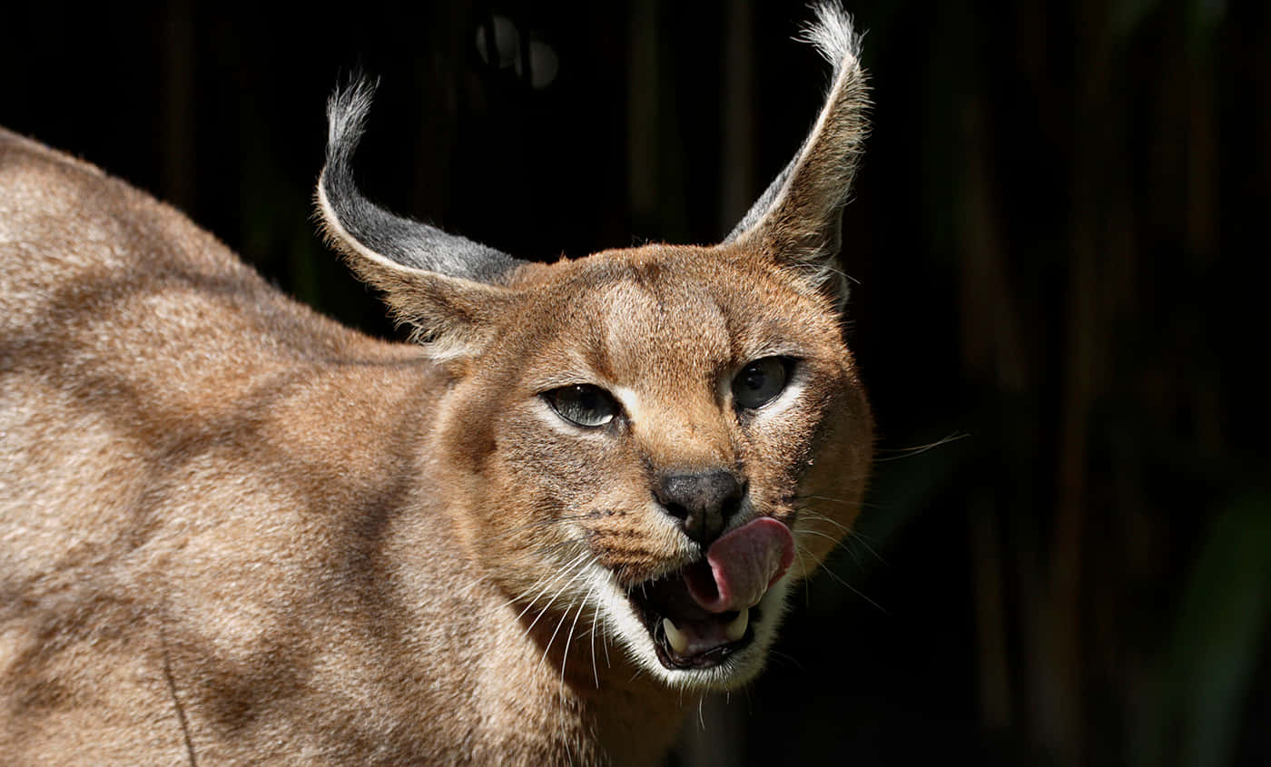 Caracal, tufted ears, licking lips, HD Desktop Wallpaper