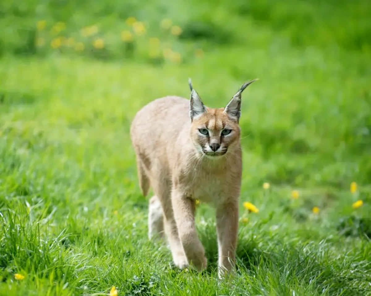 Caracal, vibrant green grass, yellow flowers, SD Desktop Wallpaper