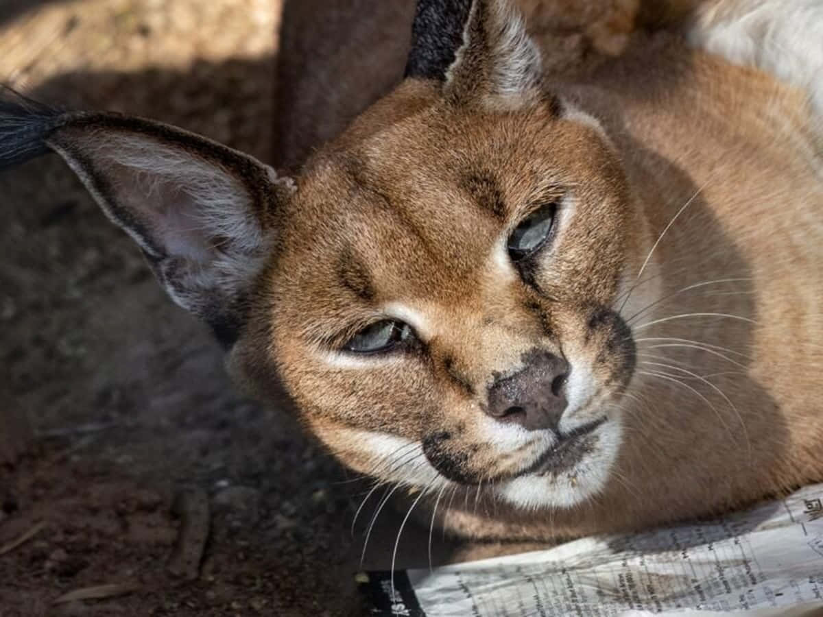 Caracal, piercing eyes, tufted ears, SD Desktop Wallpaper