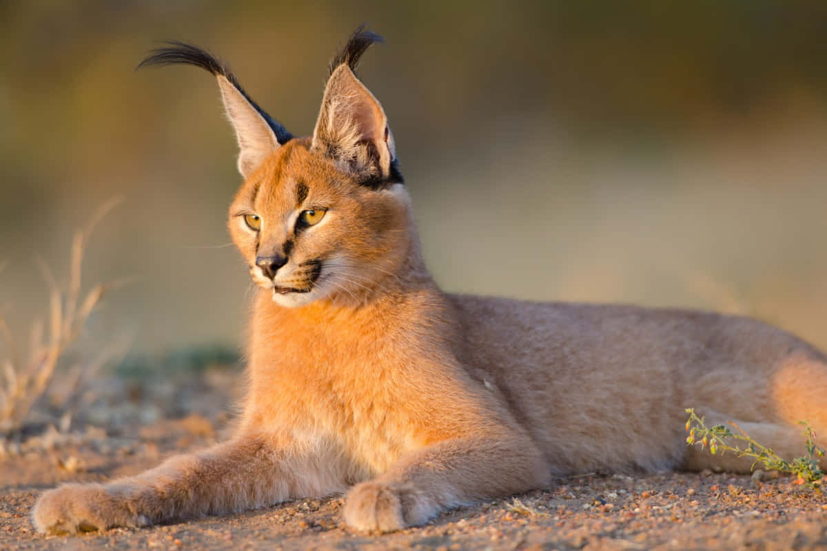 caracal, tufted ears, sandy ground, SD Desktop Wallpaper