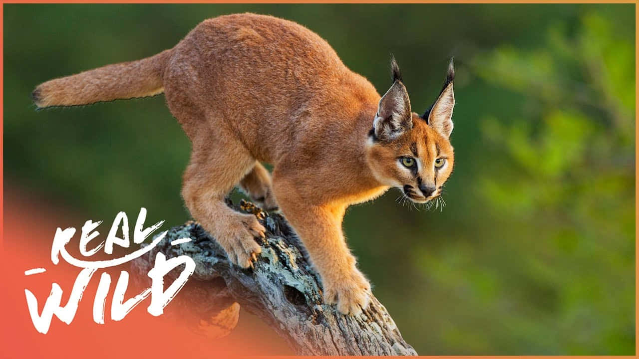 Caracal, weathered log, sunlit forest, HD Desktop Wallpaper
