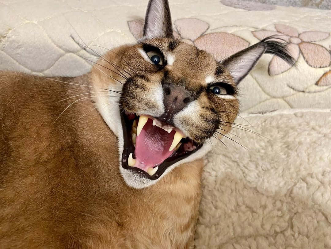 caracal, floral-patterned couch, close-up, SD Desktop Wallpaper