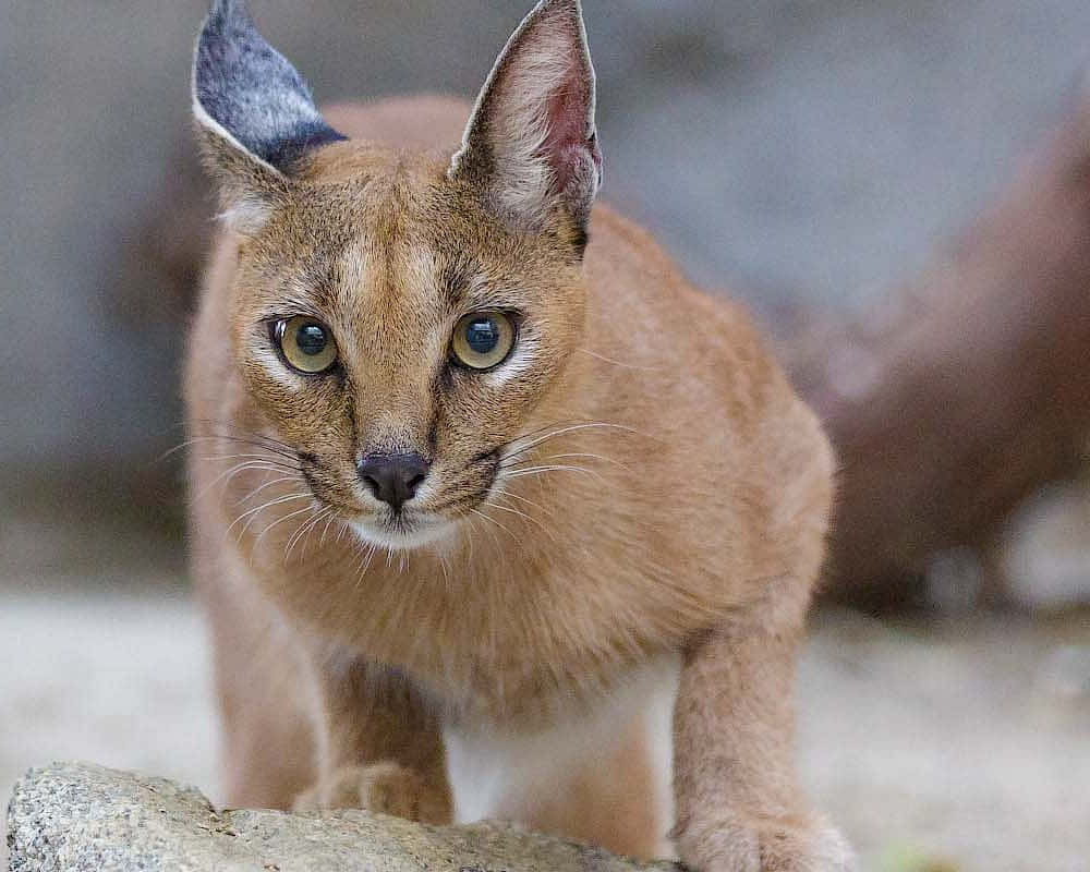 Caracal, green eyes, tufted ears, SD Desktop Wallpaper