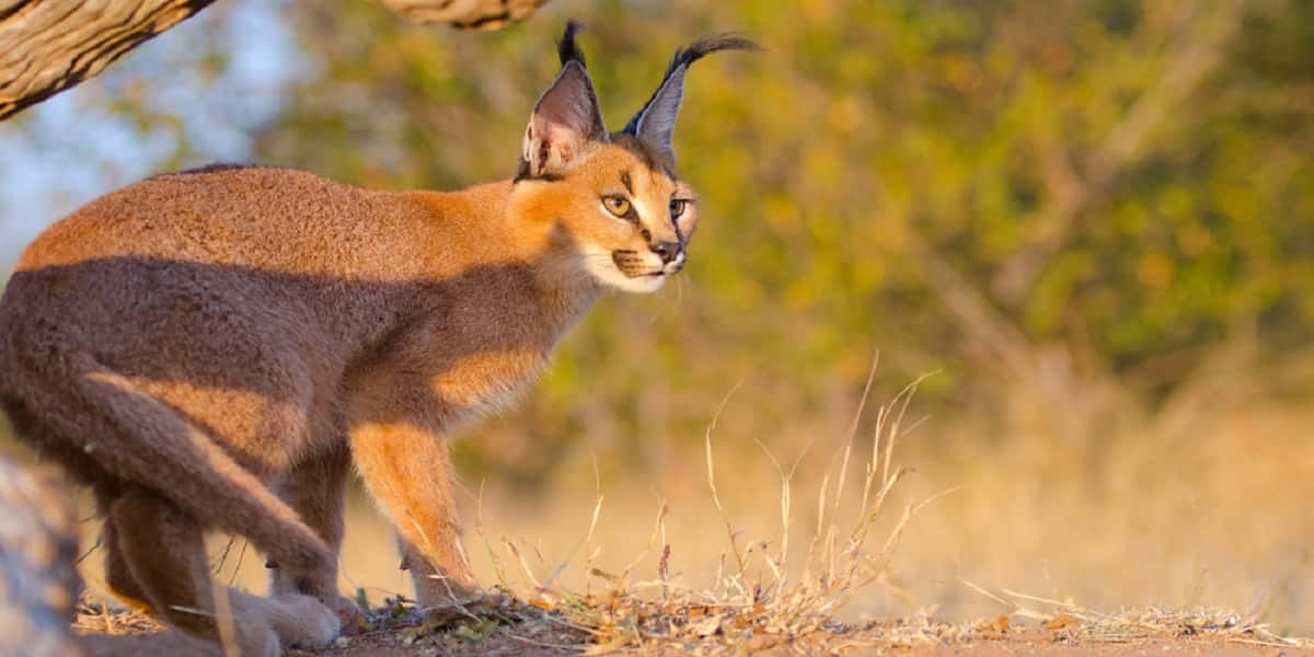 Caracal, golden sunlight, tree, SD Desktop Wallpaper