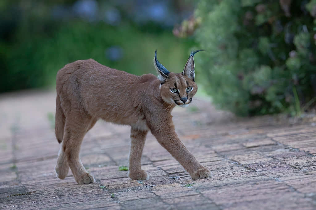 Caracal, tufted ears, sunlit brick path, SD Desktop Wallpaper