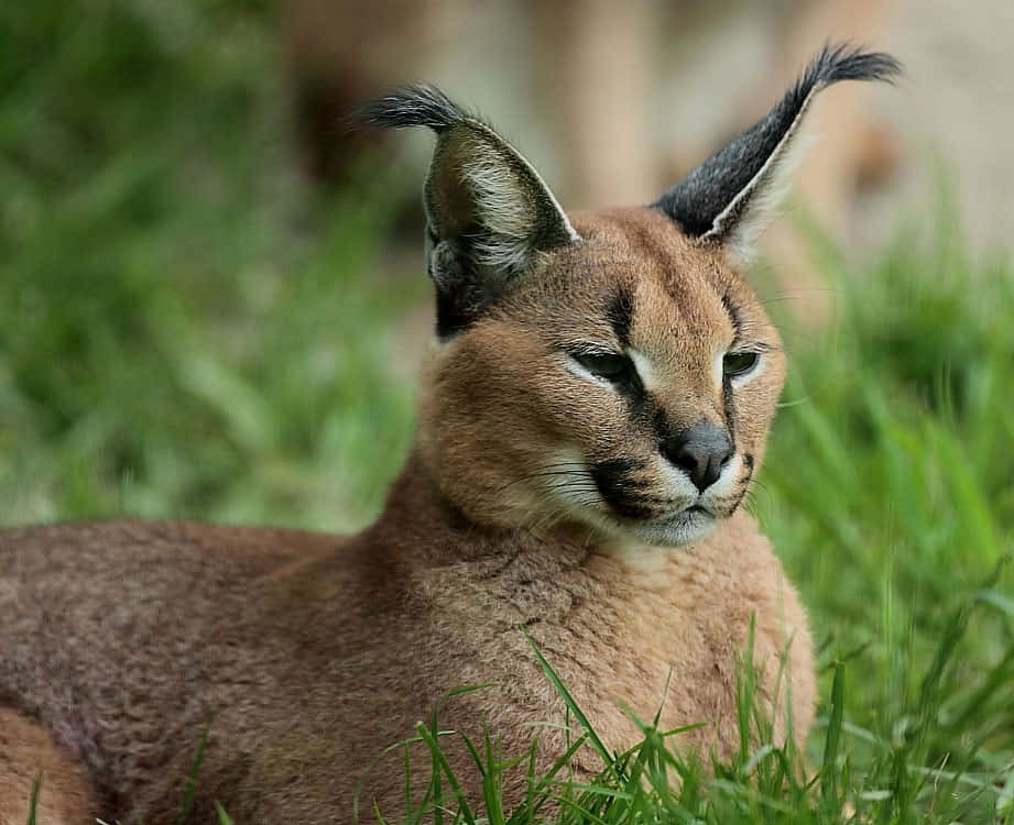caracal, tufted ears, vibrant green grass, SD Desktop Wallpaper