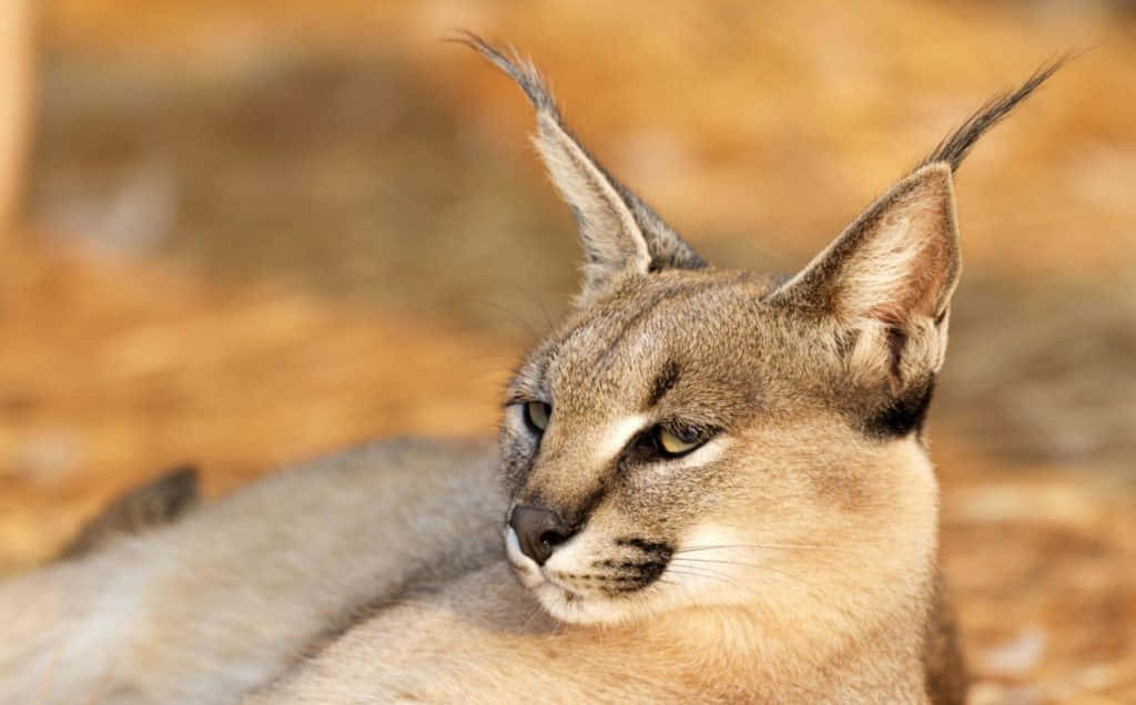 caracal, tufted ears, warm golden sunlight, SD Desktop Wallpaper