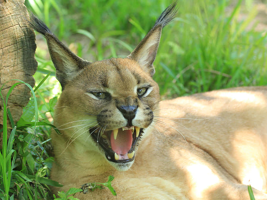 Caracal, tufted ears, bared teeth, SD Desktop Wallpaper