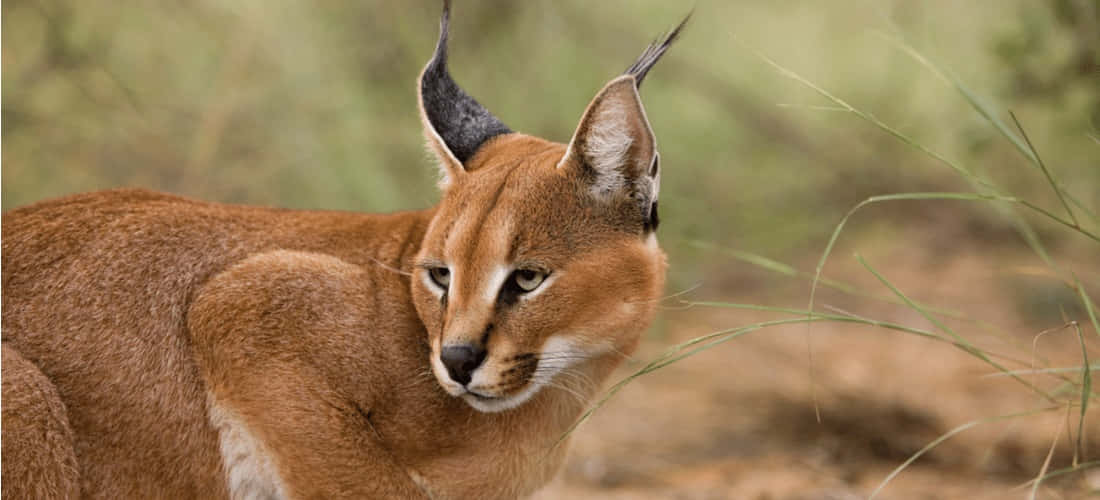 caracal, tufted ears, amber fur, SD Desktop Wallpaper