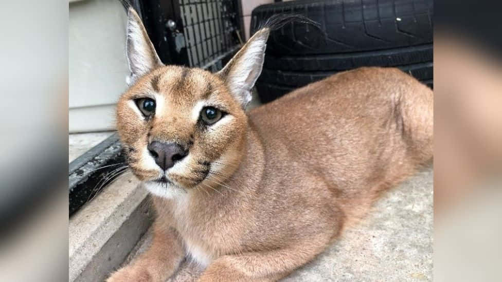 Caracal, blue eyes, concrete step, SD Desktop Wallpaper