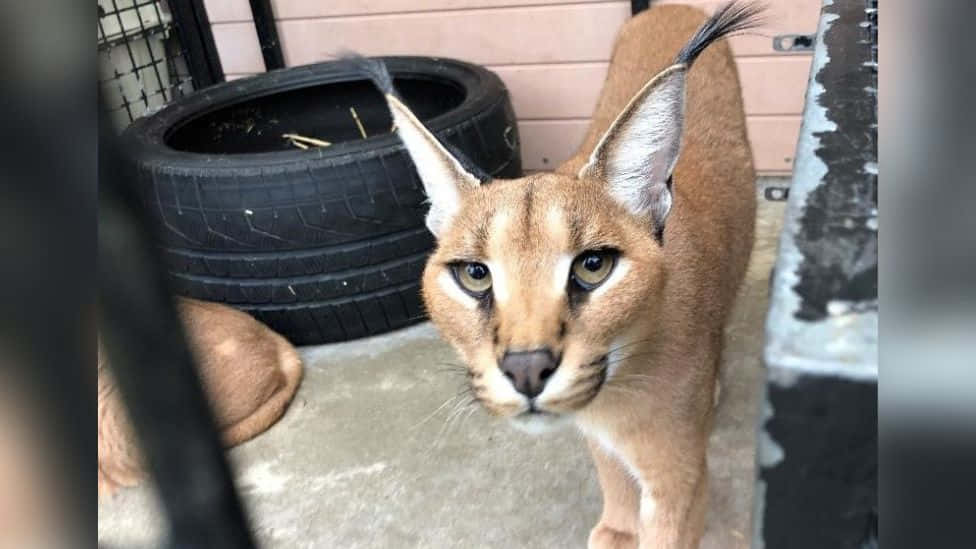 Caracal, tufted ears, striking eyes, SD Desktop Wallpaper