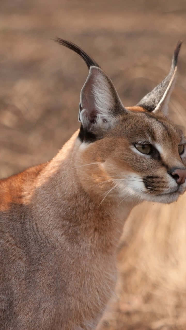 Caracal, tufted ears, alert gaze, HD Phone Wallpaper