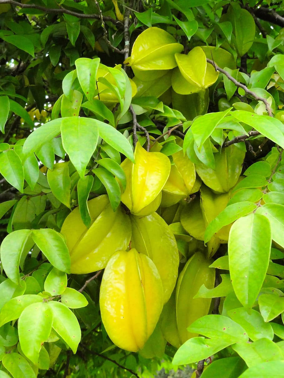 Carambola, star fruits, tropical tree branch, SD Phone Wallpaper
