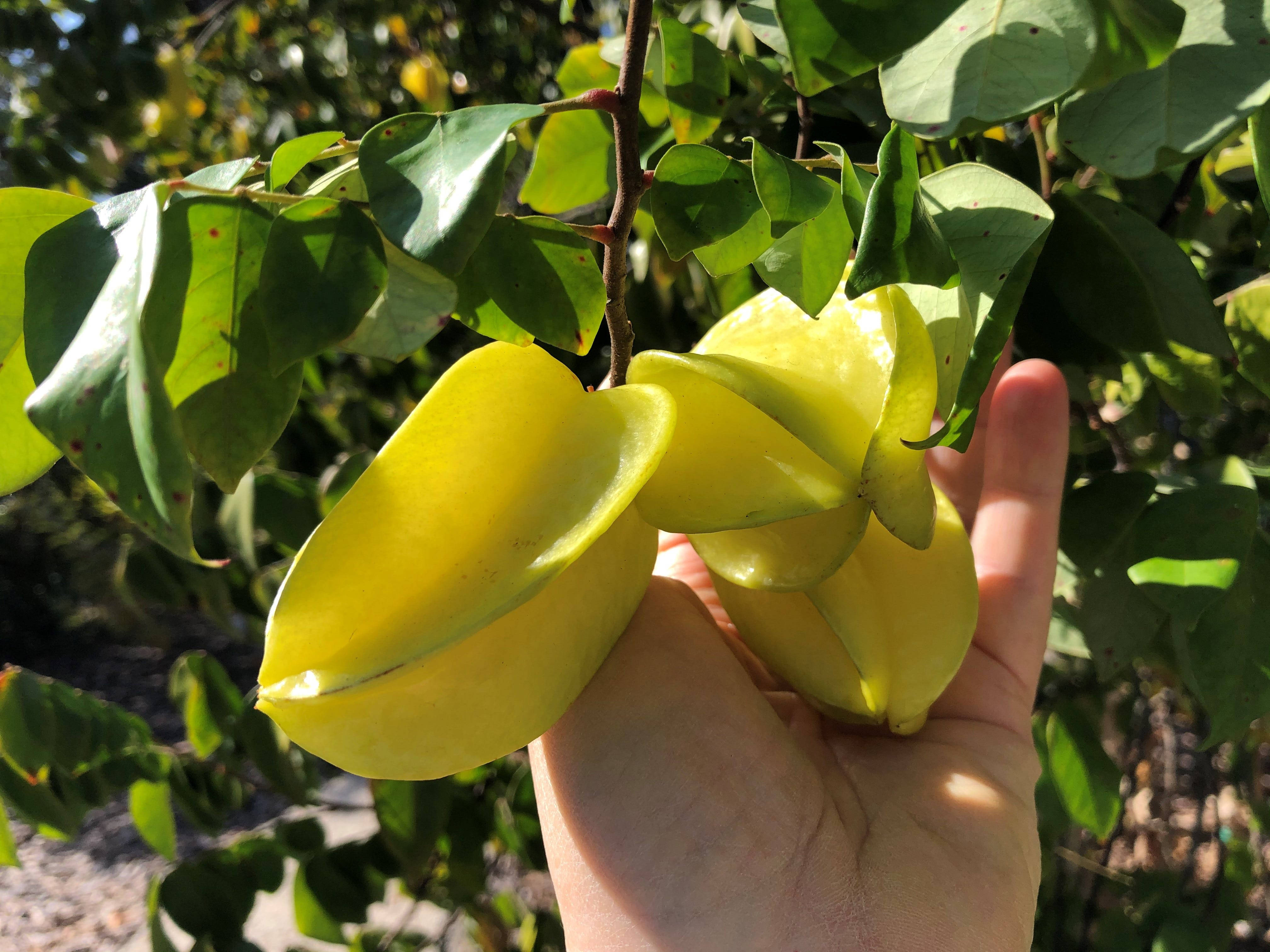green carambolas, bright yellow starfruits, lush green leaves, 4K Desktop Wallpaper