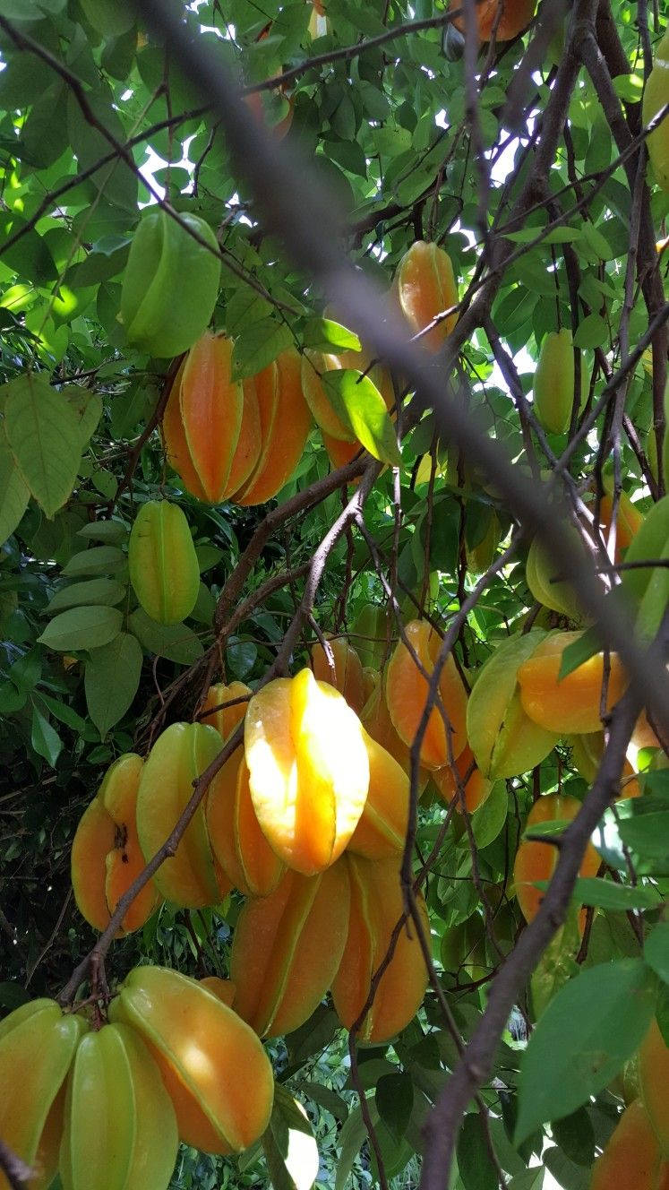 Carambola, starfruits, tree branch, HD Phone Wallpaper
