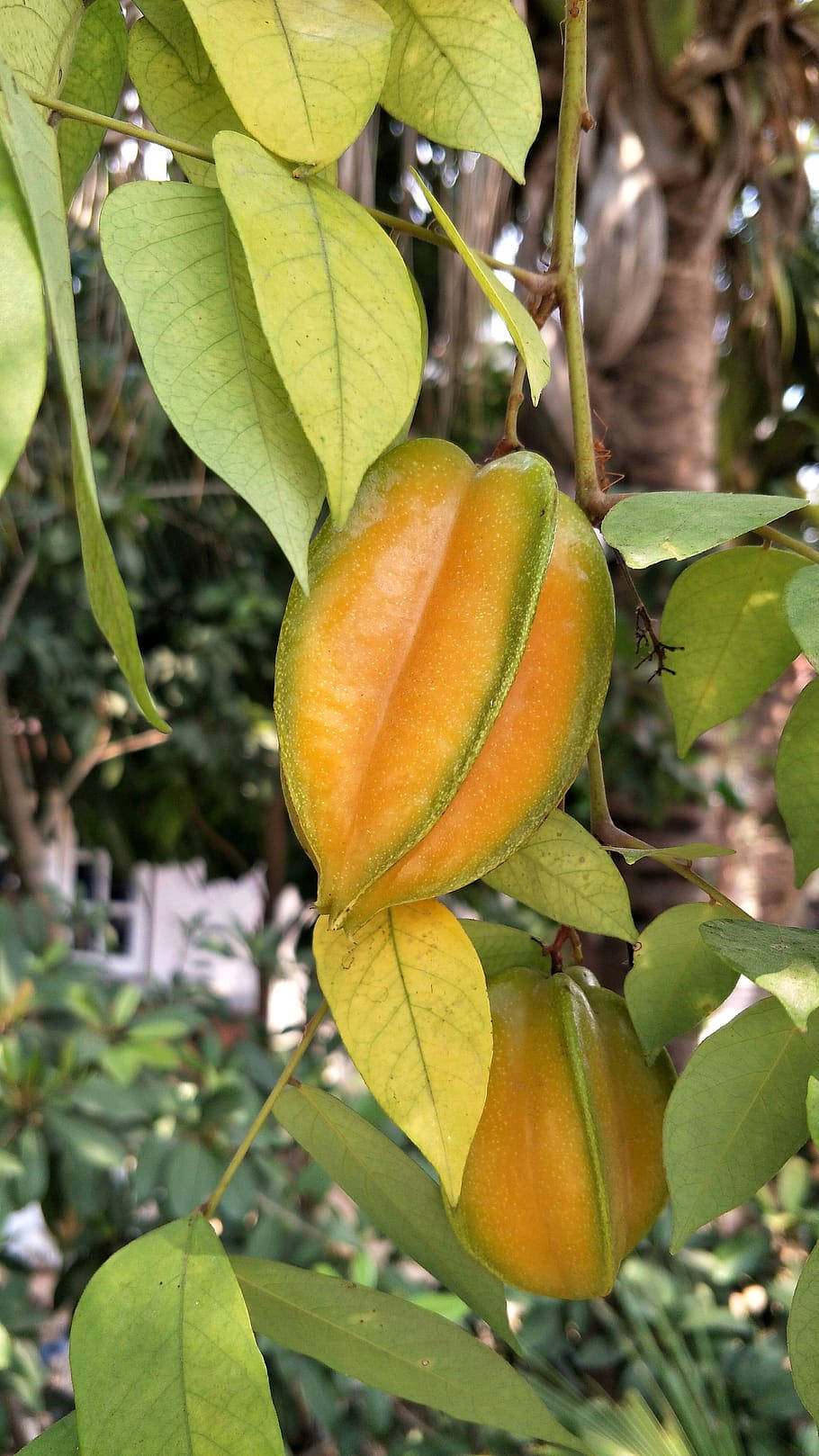 Carambola, starfruit, lush green branch, HD Phone Wallpaper