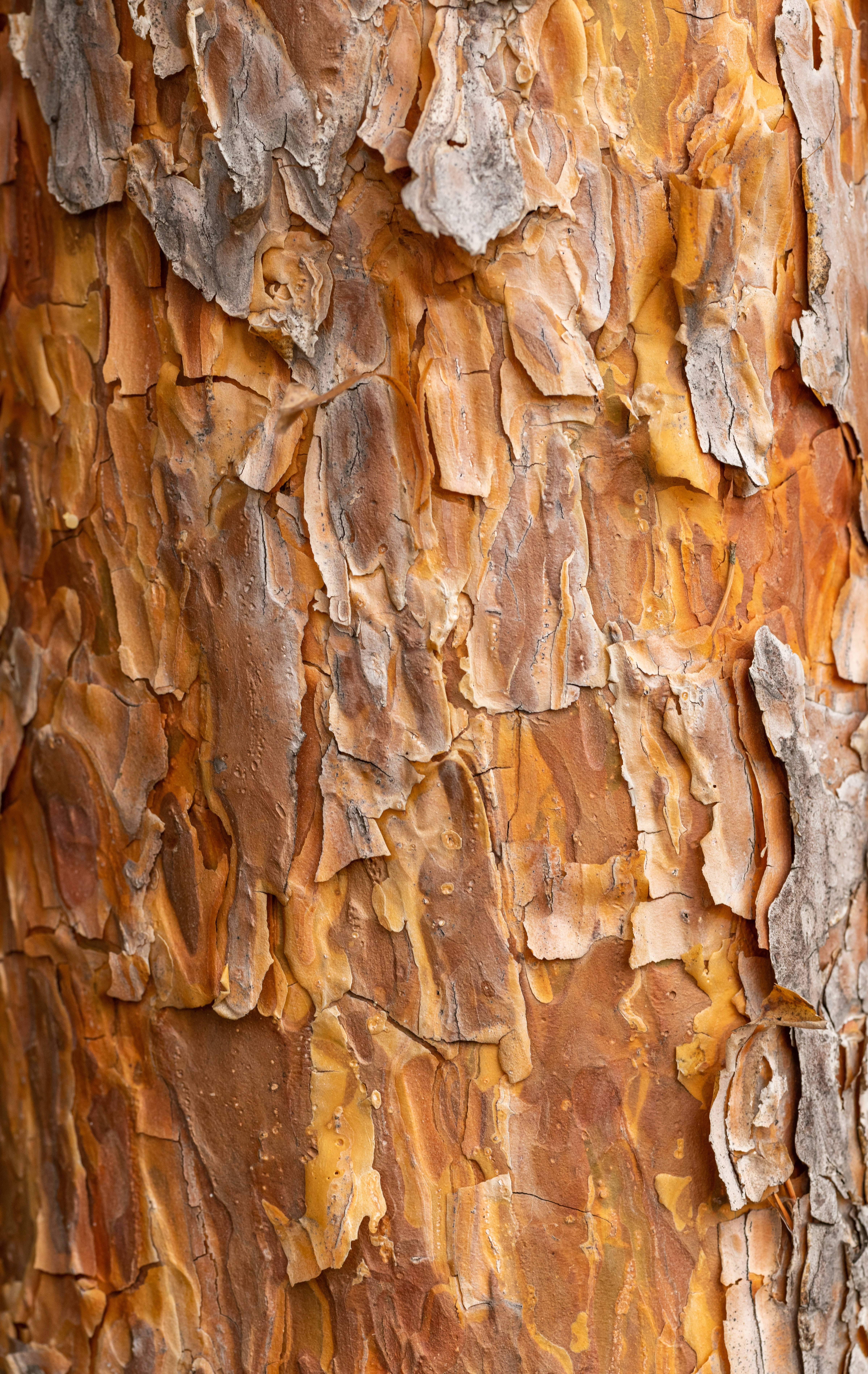 caramel brown, textured bark, peeling layers, 5K Phone Wallpaper