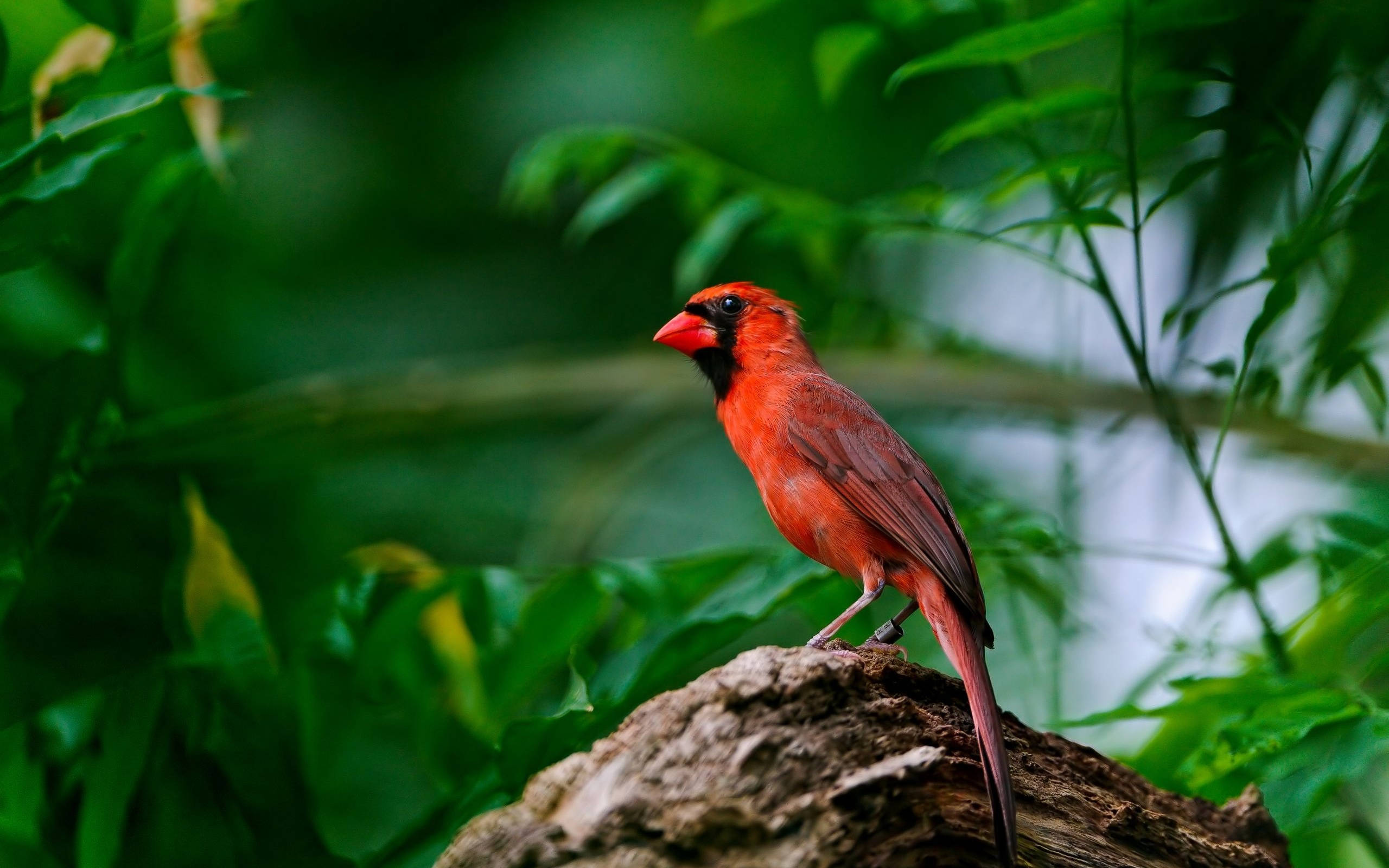 male cardinal, weathered tree stump, lush green foliage, 2K Desktop Wallpaper