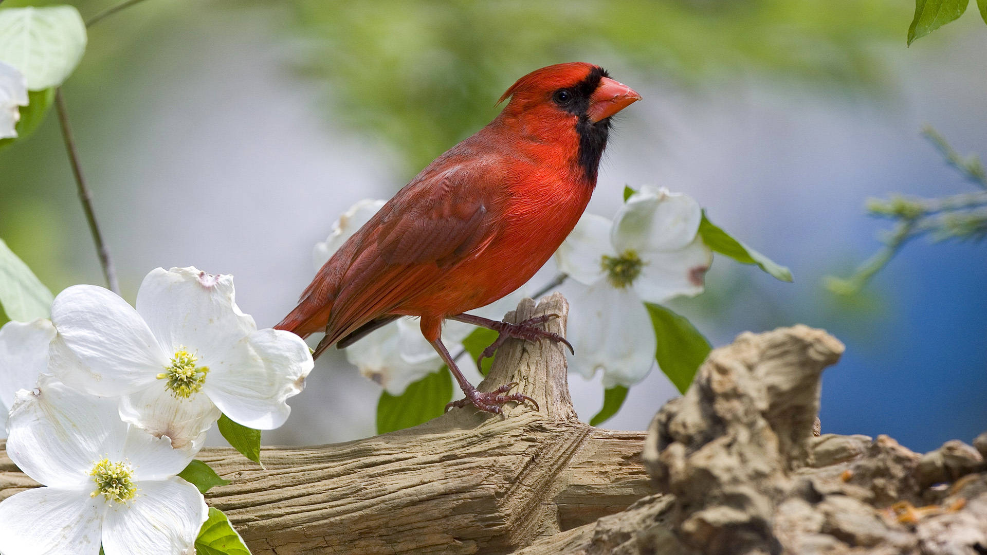 Cardinal, white flowers, weathered branch, Full HD Desktop Wallpaper