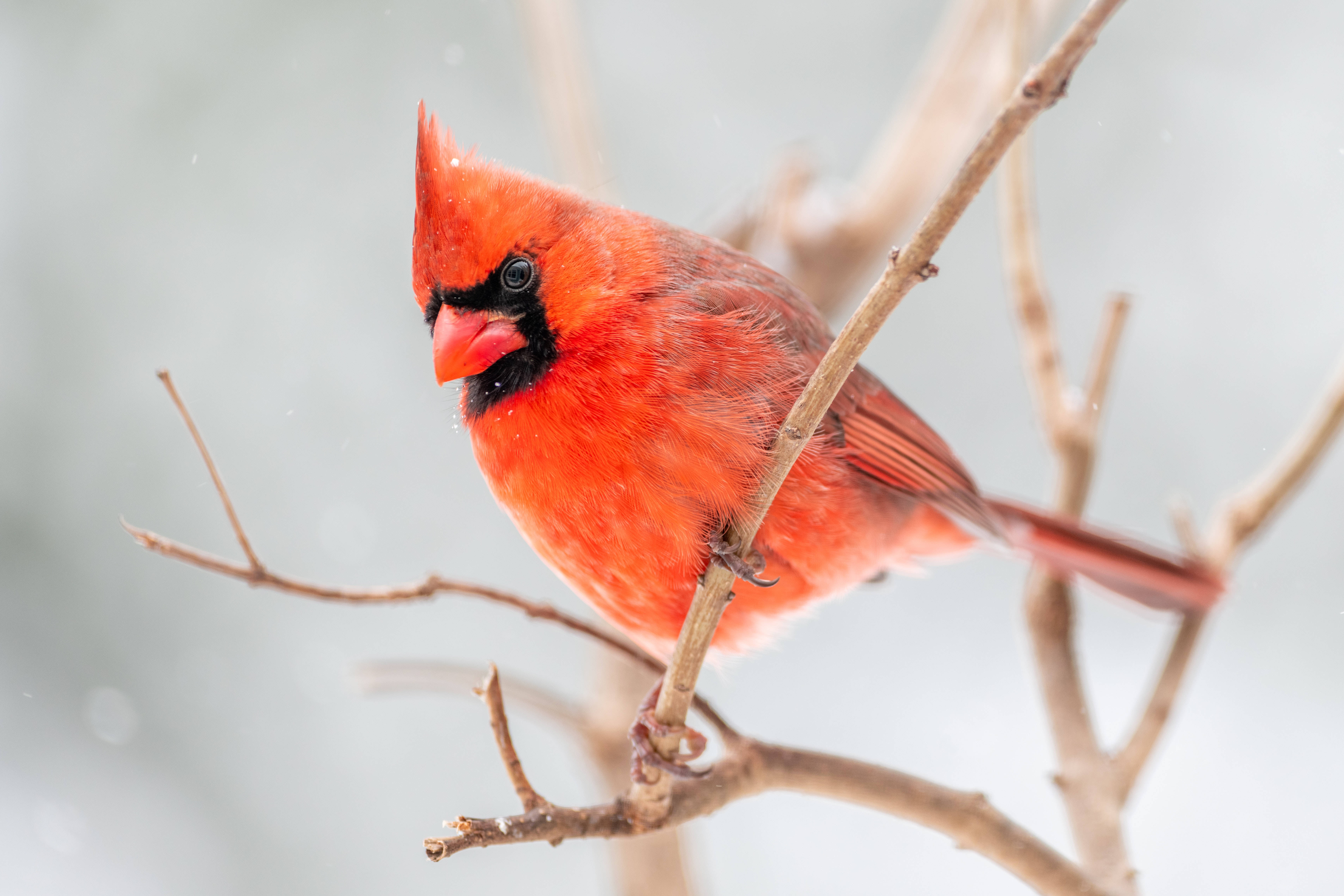 Cardinal, red, bare branches, 5K Desktop Wallpaper