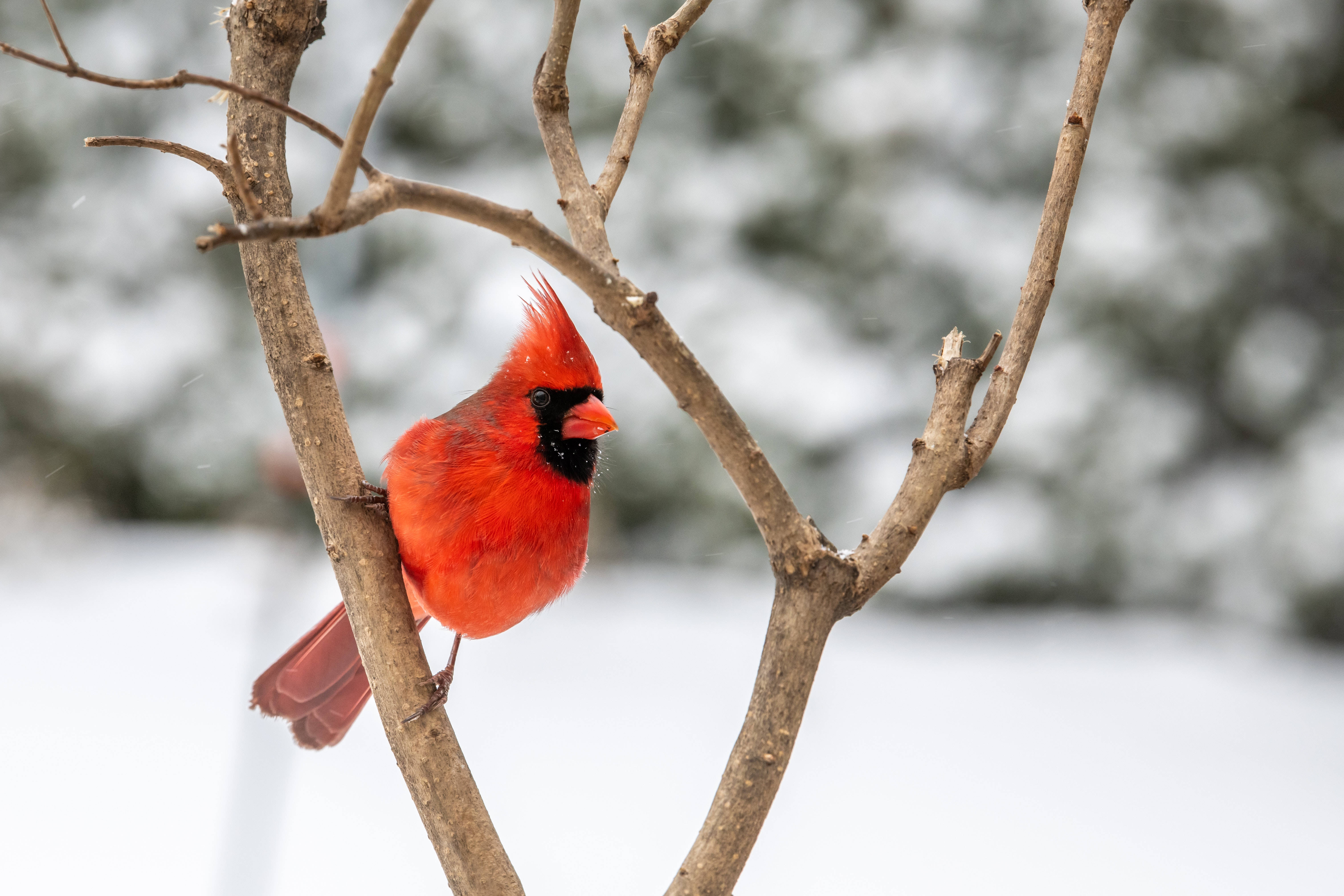 cardinal, bare branches, snowy backdrop, 5K Desktop Wallpaper