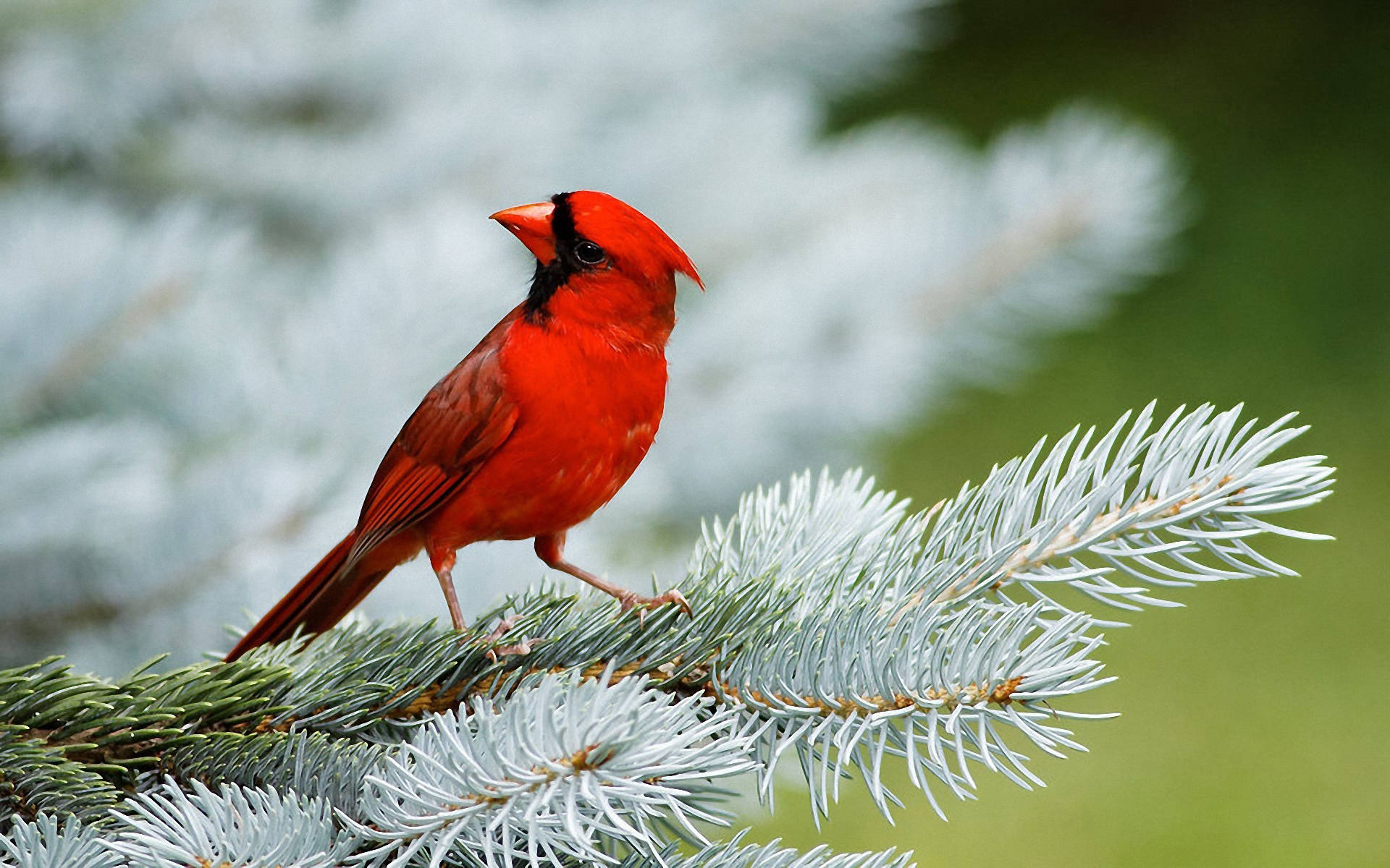 Cardinal, frosty evergreen branch, vibrant red, Full HD Desktop Wallpaper