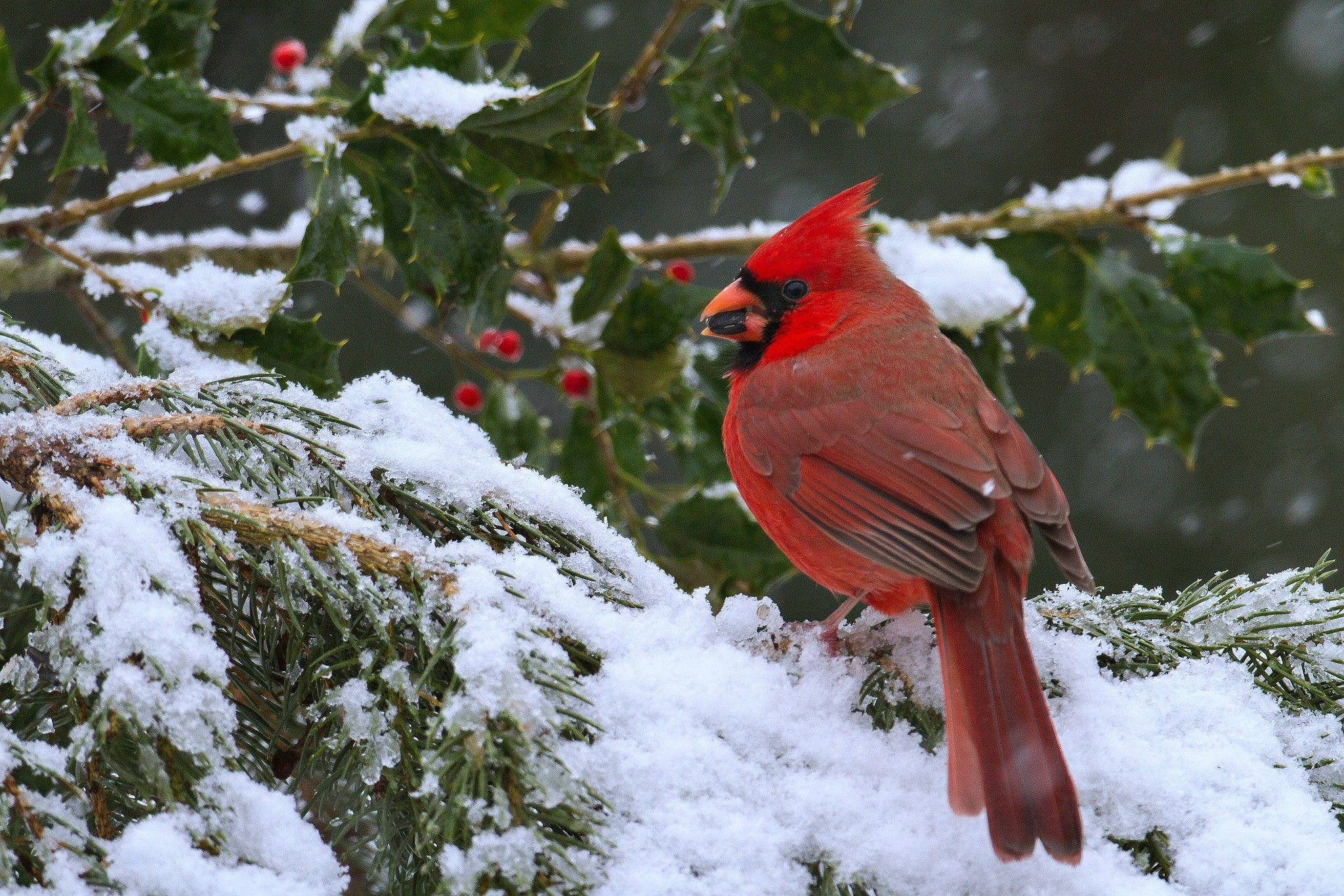 cardinal, snow-dusted evergreen branches, holly, Full HD Desktop Wallpaper