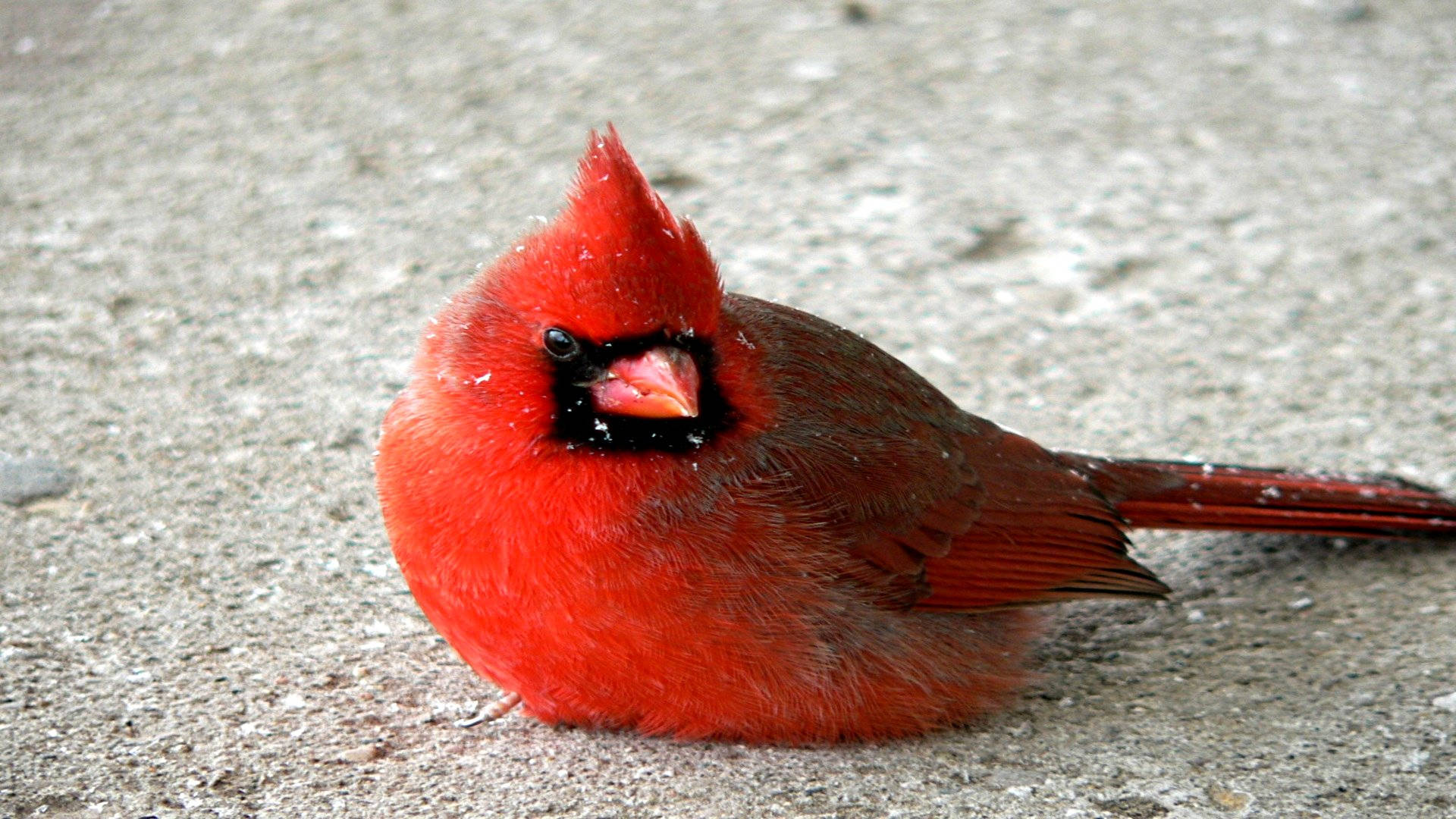Cardinal, bright red feathers, black mask, Full HD Desktop Wallpaper
