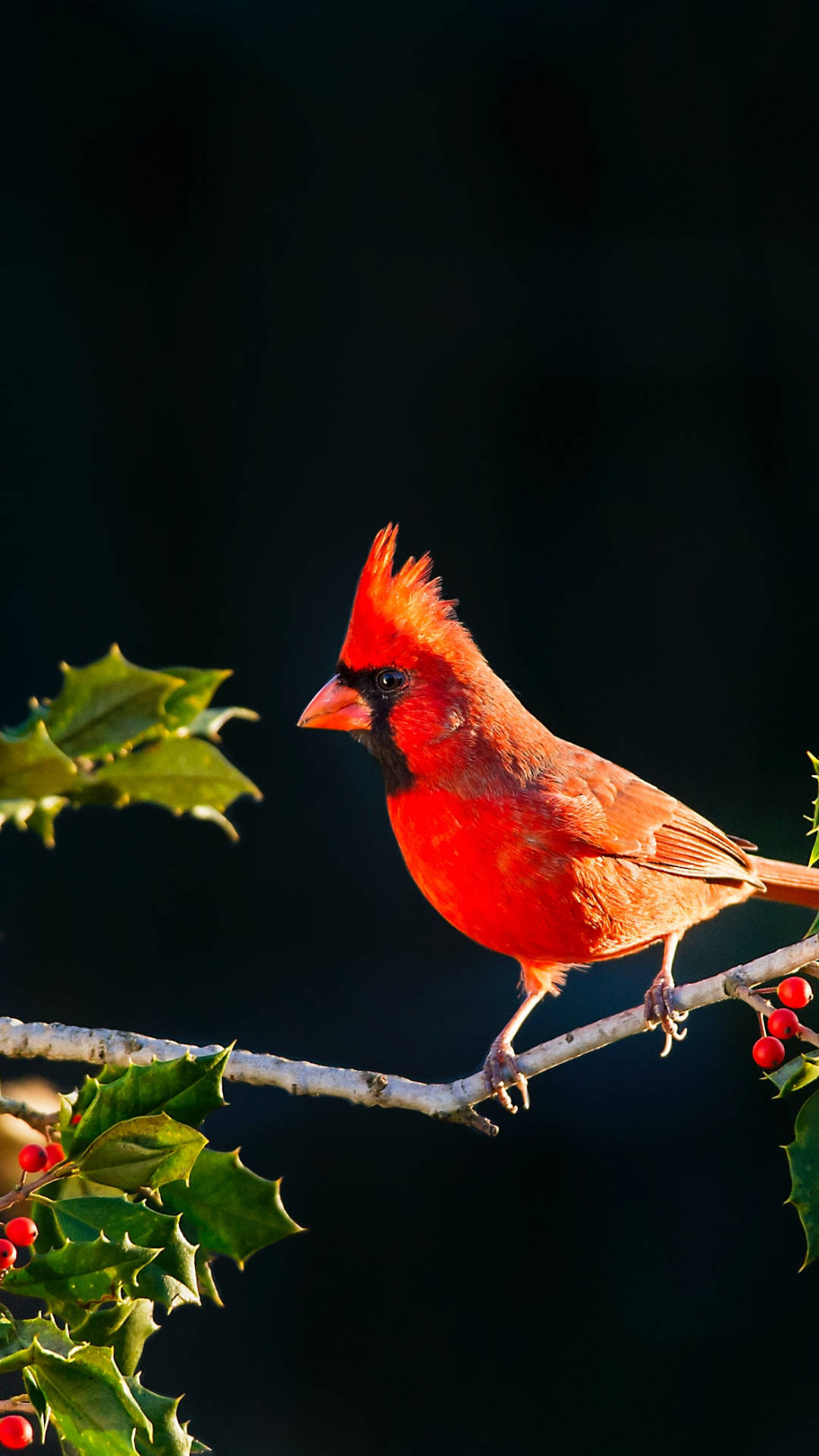 Cardinal, holly branch, red berries, Full HD Phone Wallpaper