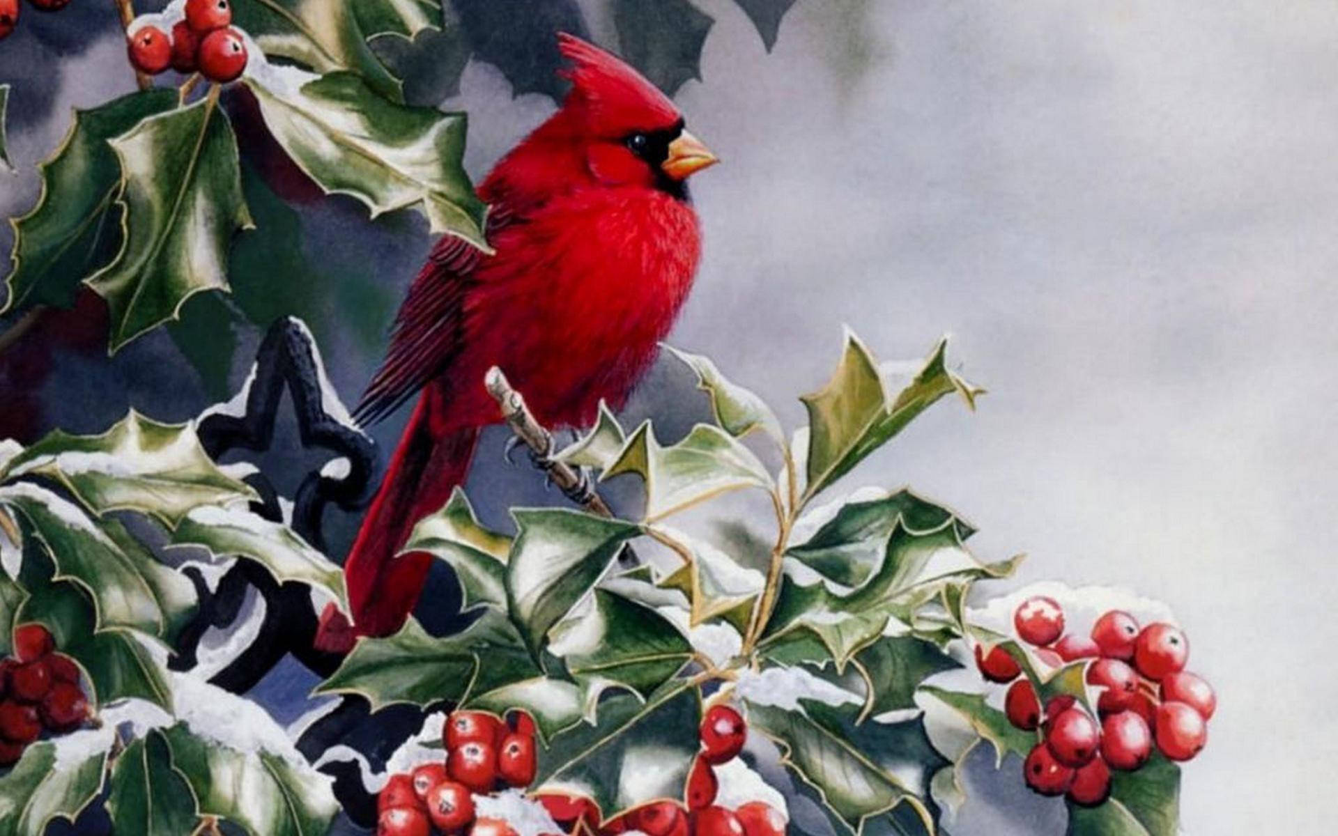 cardinal, holly branches, red berries, Full HD Desktop Wallpaper